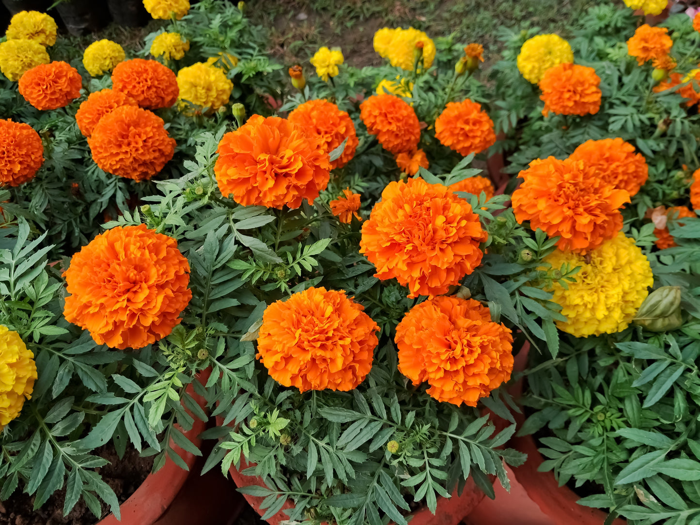 250 AFRICAN MARIGOLD CRACKERJACK Mixed Color Tagetes Erecta Flower Seeds