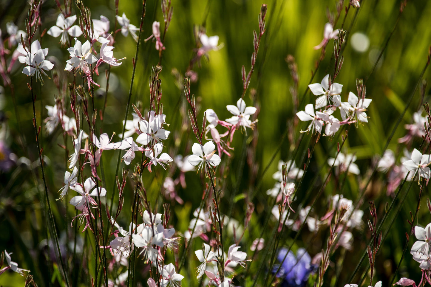 100 White GAURA WHIRLING BUTTERFLIES Gaura Lindheimeri Flower Seeds