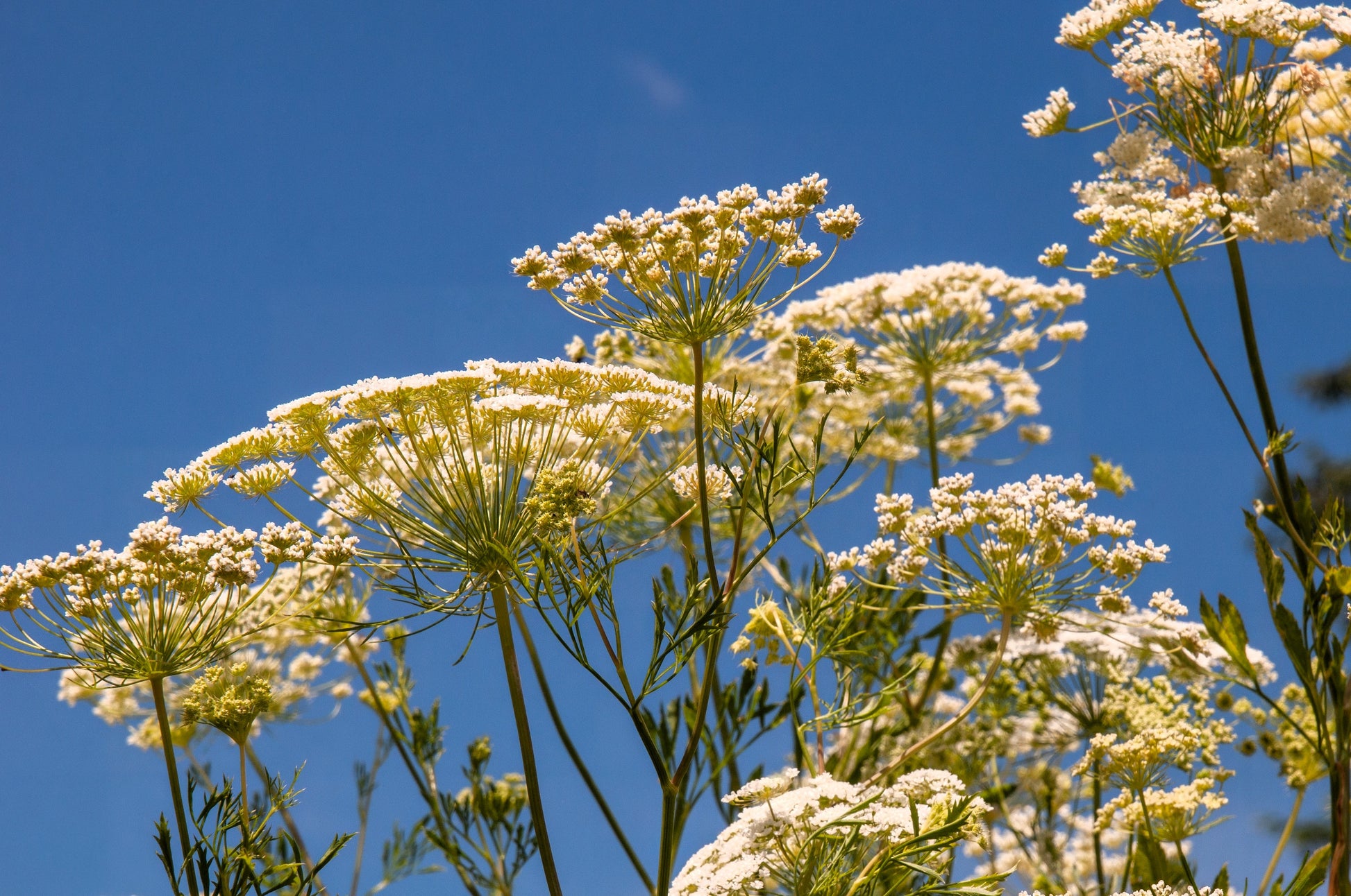 bishop's flower seeds 200 BISHOPS FLOWER Ammi Majus False Queen Annes Lace Seeds