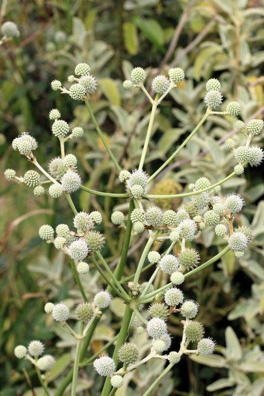 200 RATTLESNAKE MASTER / Button Snakeroot  Eryngium Yuccifolium Flower Seeds