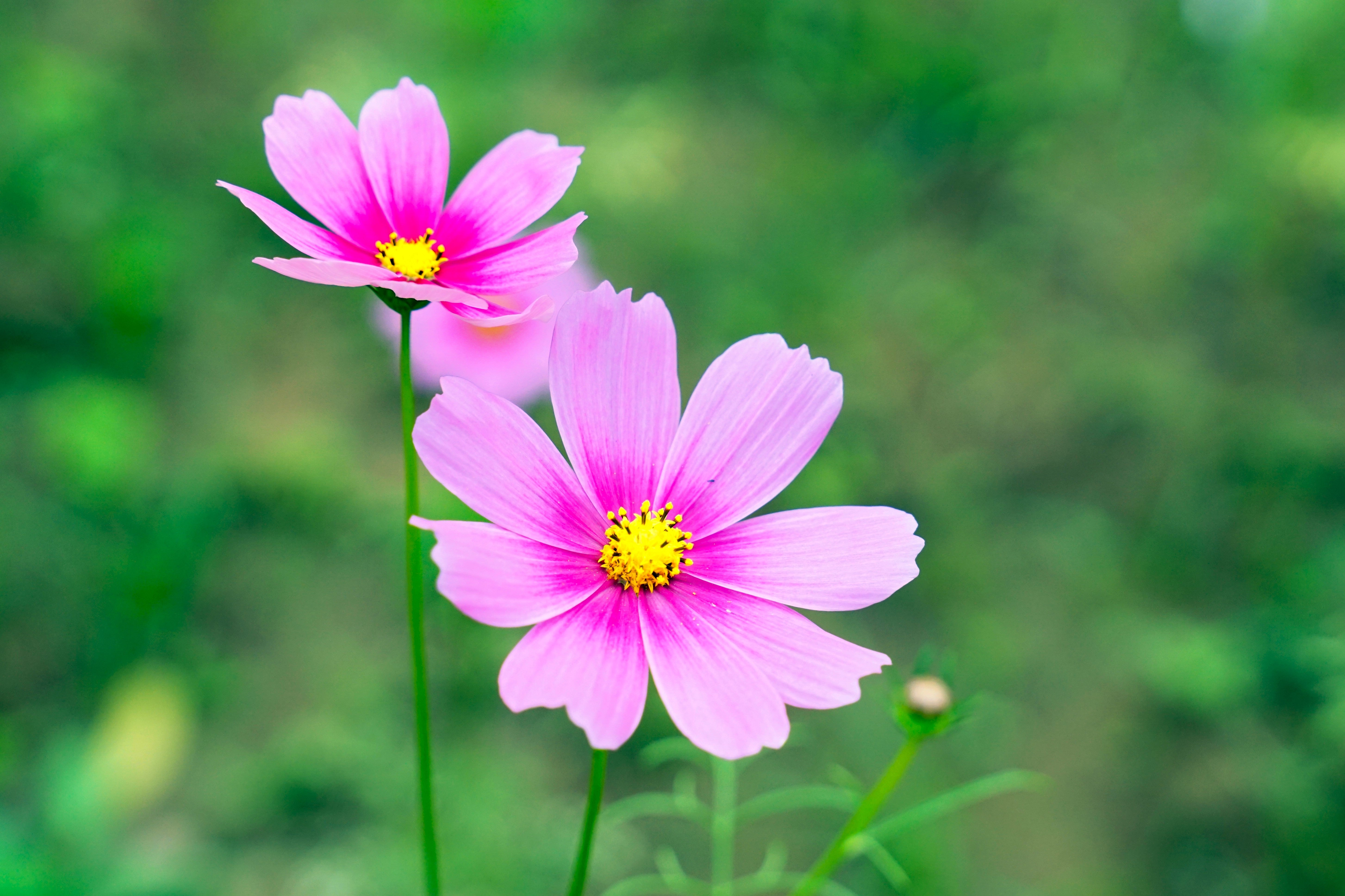 ハートシェイカー❁韓国❁Flower入り❁濃いピンク 150 Pink COSMOS RADIANCE Bipinnatus Flower Seeds – Seedville USA