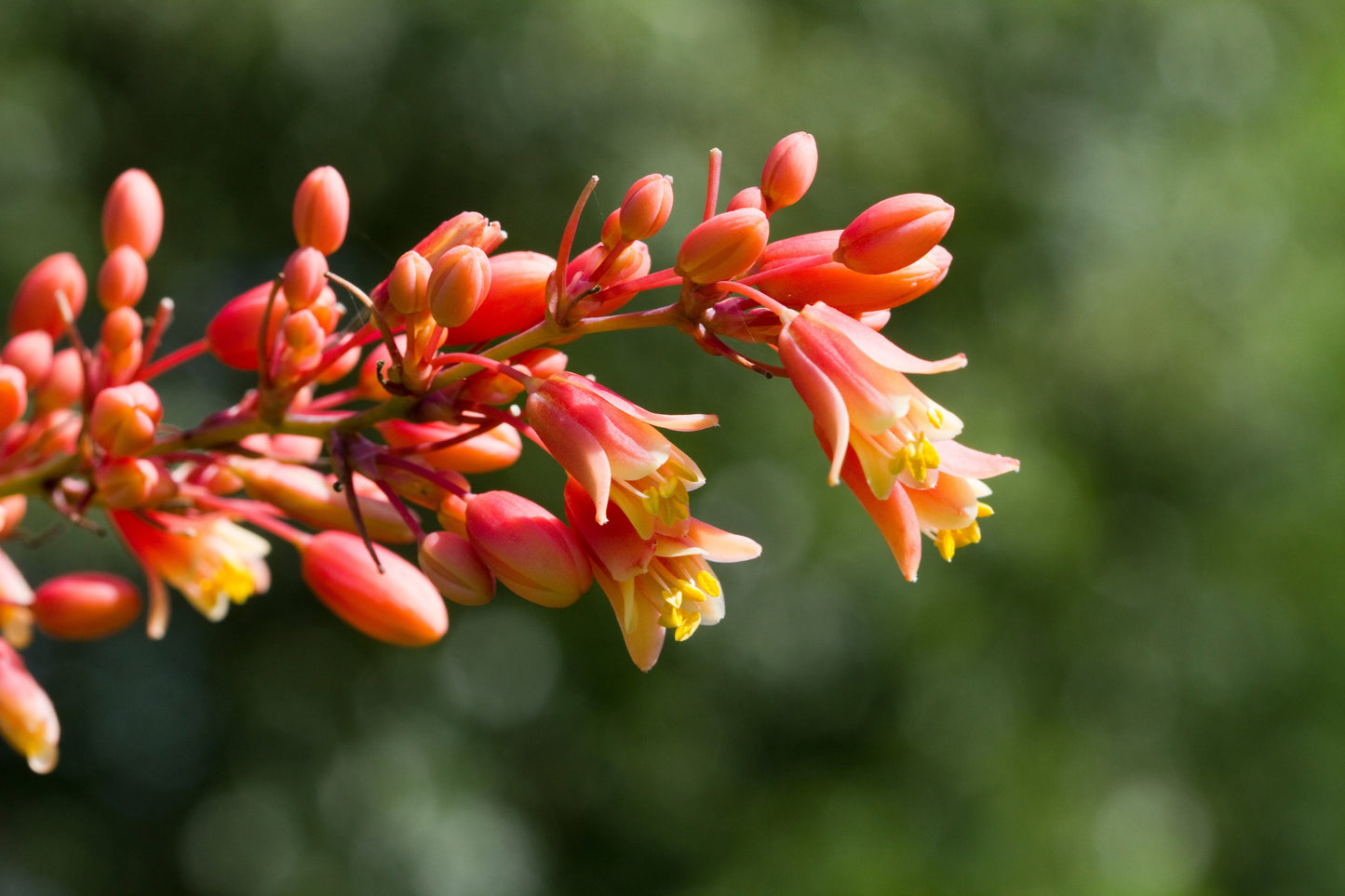 25 RED YUCCA Hesperaloe Parviflora aka Hummingbird, Coral, & Texas Yucca Flower Seeds