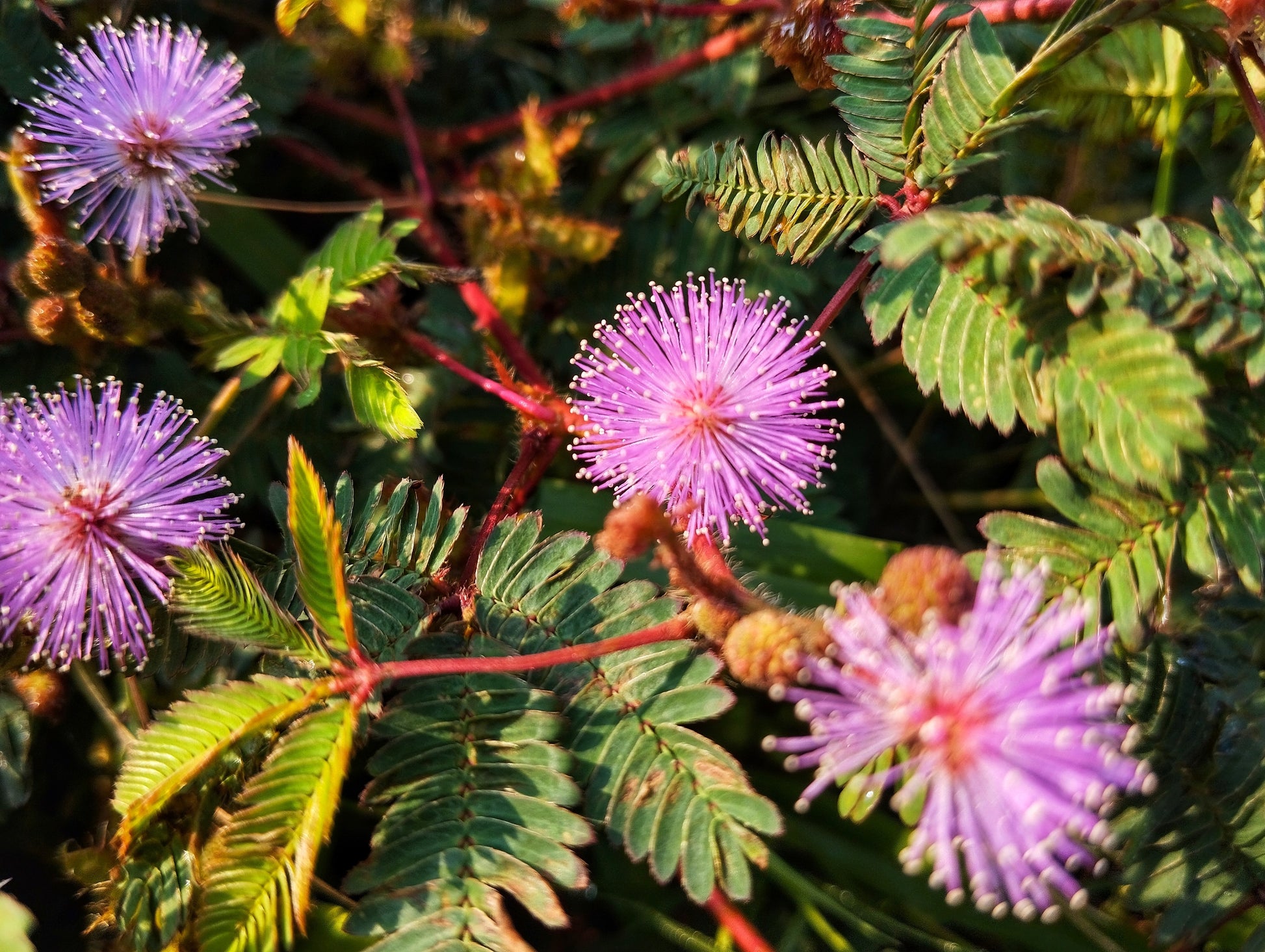 touch me not plant indoor or outdoor 100 MIMOSA Pudica / SENSITIVE PLANT / Touch Me Not Flower Seeds