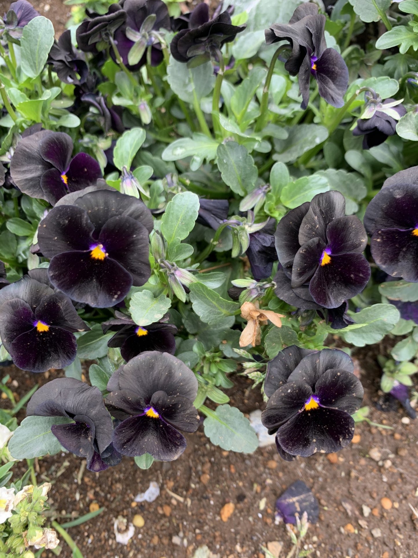 50 BLACK PANSY Clear Crystals Viola Wittrockiana Flower Seeds