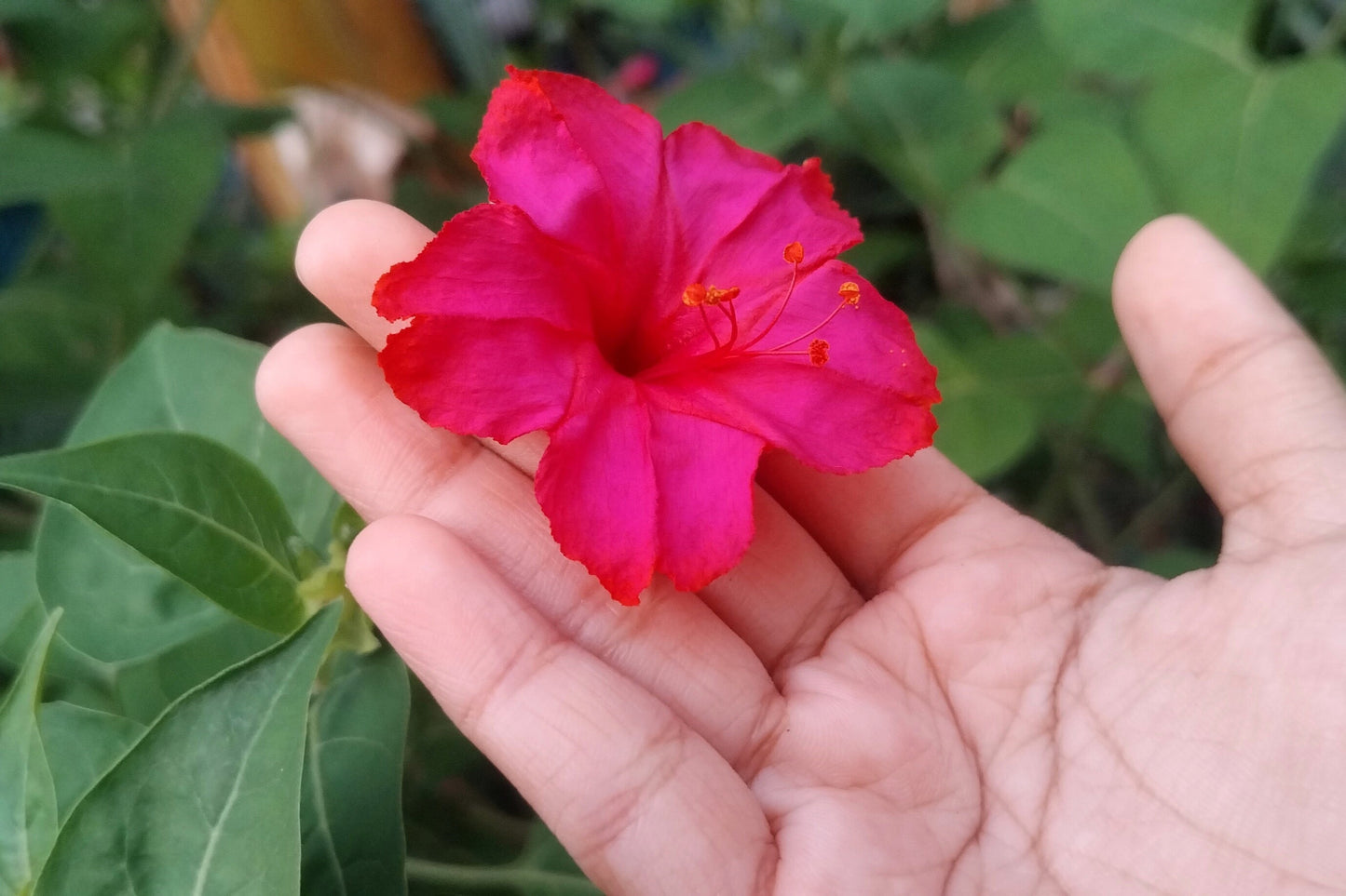 75 MIXED FOUR O CLOCK aka Marvel of Peru Mirabilis Jalapa Flower Seeds