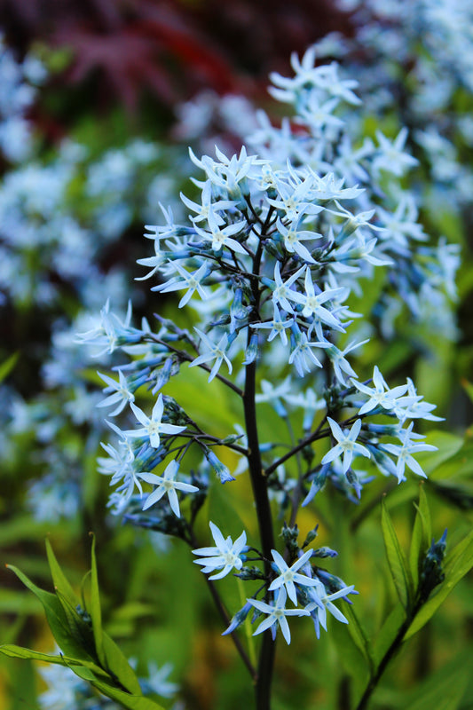 10 SHINING BLUESTAR Ozark or Showy Blue Star Amsonia Illustris Flower Seeds