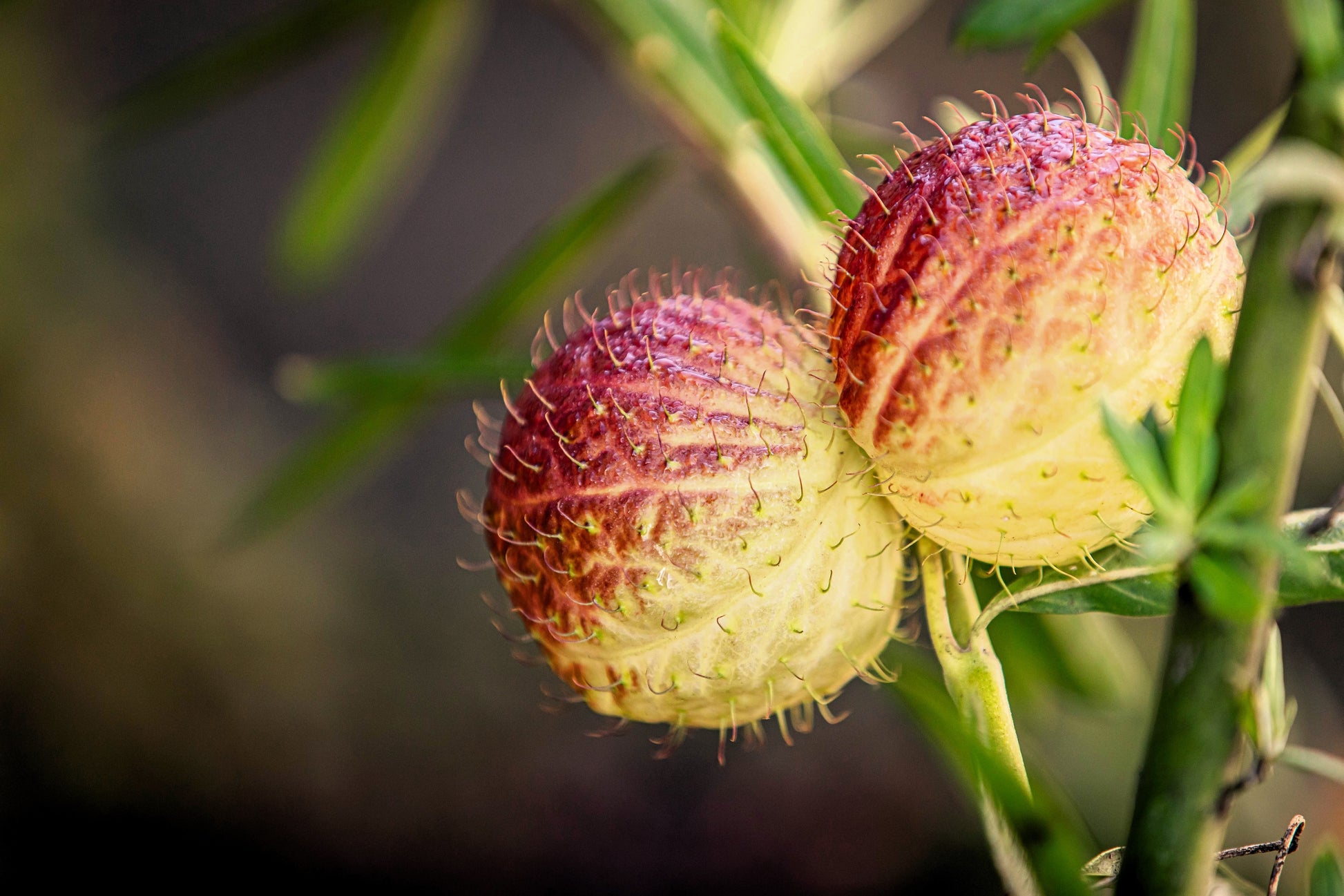 balloon plant milkweed seeds 10 BALLOON MILKWEED Hairy Balls Butterfly Weed Asclepias Gomphocarpus – Seedville USA