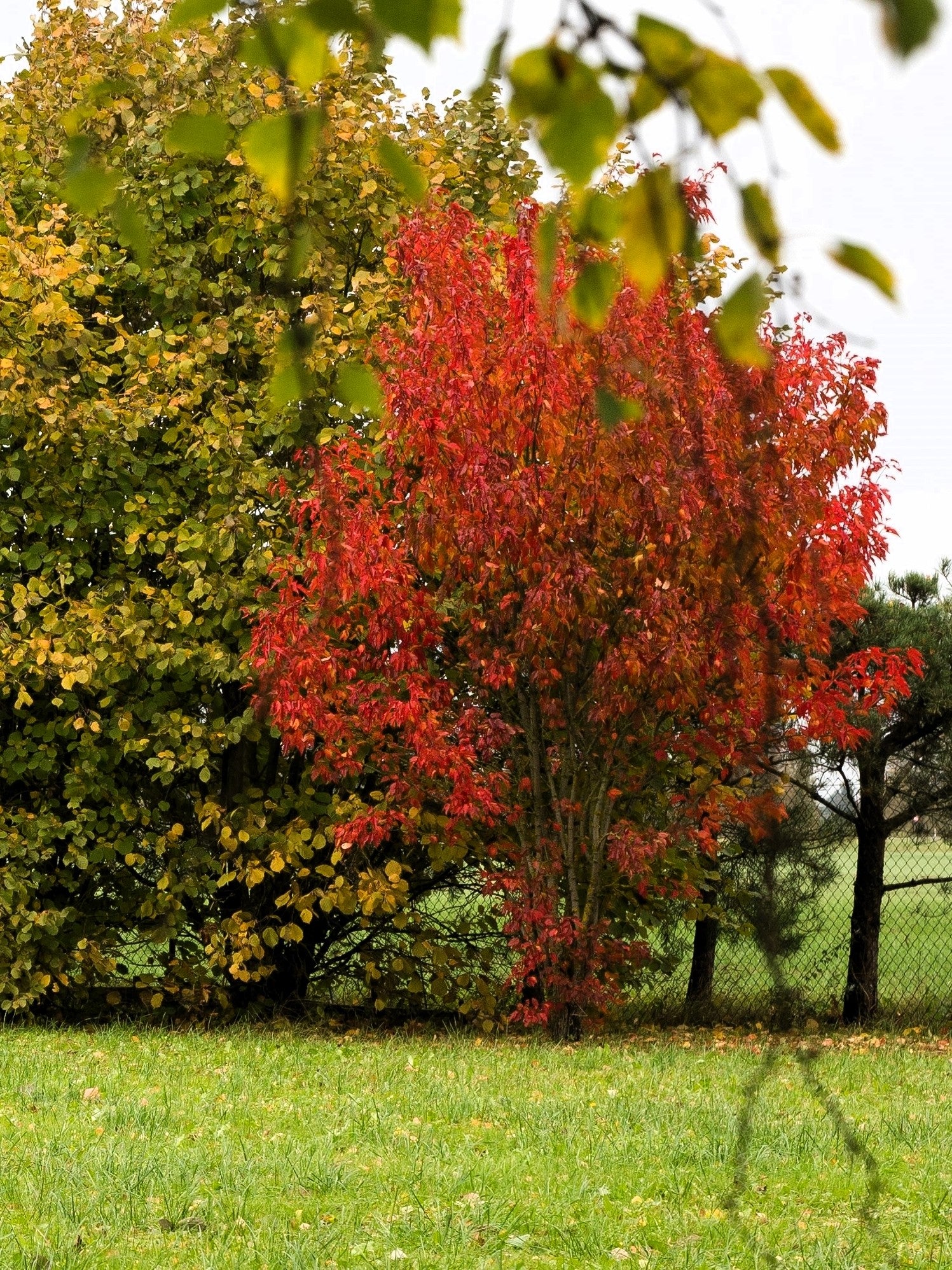 20 Tatarian FLAME MAPLE TREE Red Acer Tataricum Seeds – Seedville USA