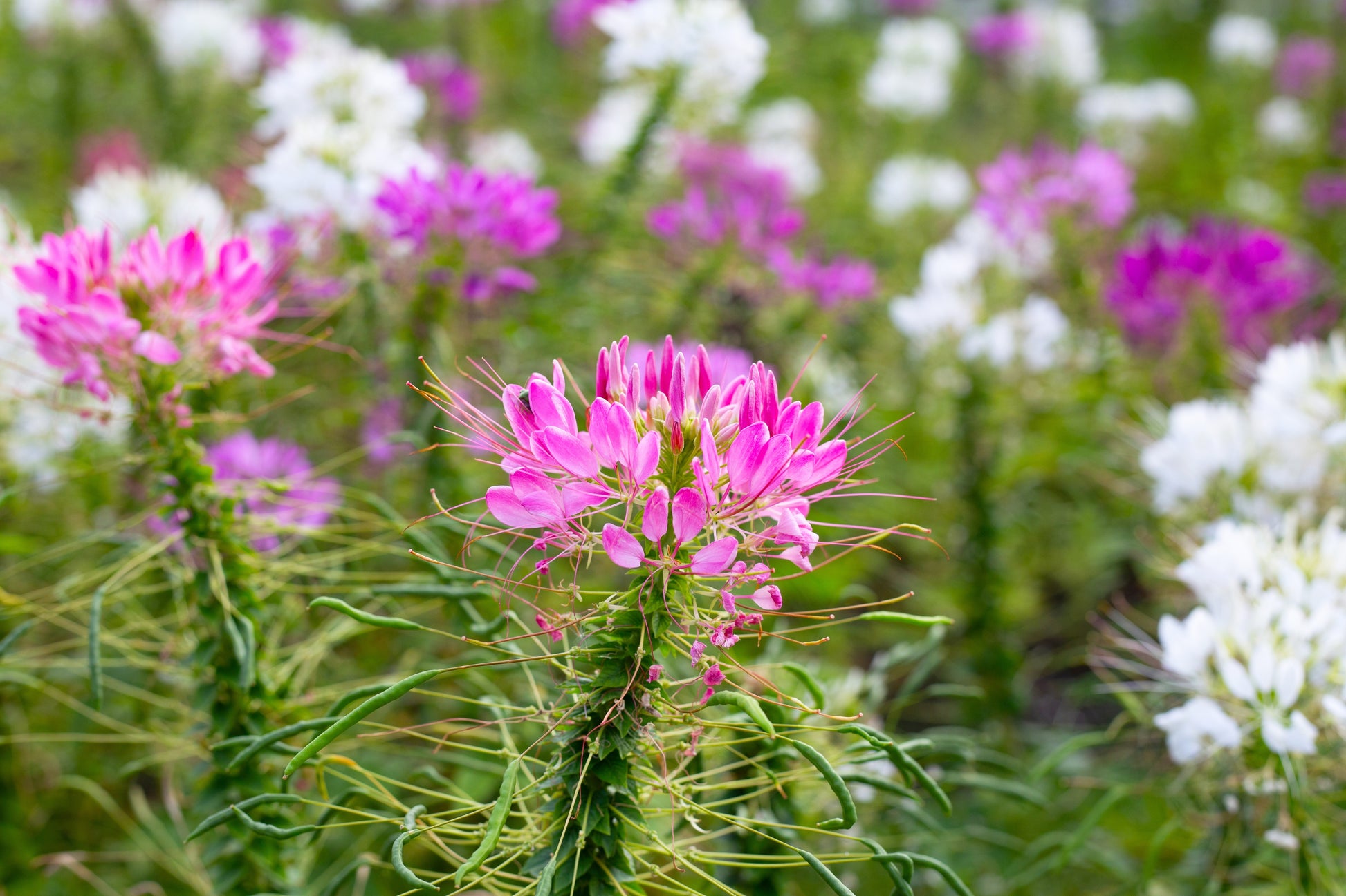 cleome spider flower plant 200 ROSE QUEEN CLEOME Hassleriana Spinosa Pink Spider Flower Seeds