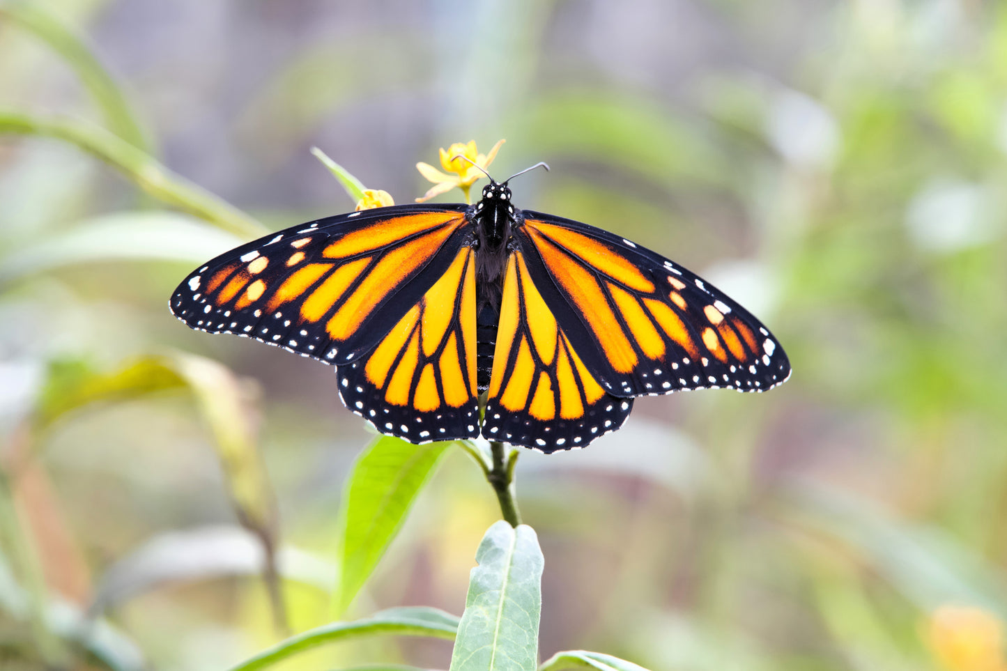 10 Bright YELLOW MILKWEED Butterfly Weed Asclepias Tuberosa Monarch Flower Seeds