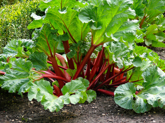 25 VICTORIA RHUBARB aka Pieplant Rheum Rhabarbarum Perennial Fruit Vegetable Seeds