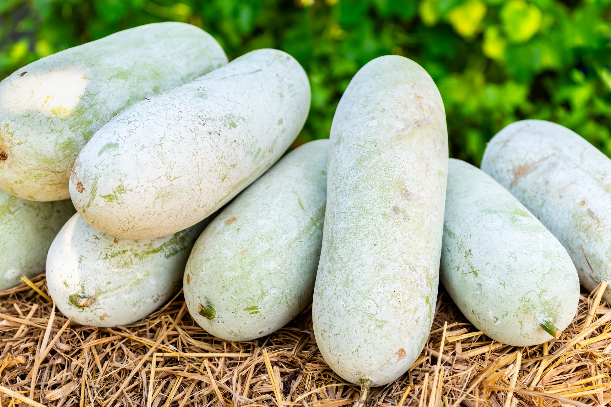 ash gourd seeds for planting 20 WAX GOURD Winter Melon White Ash Benincasa Hispida Vegetable Seeds