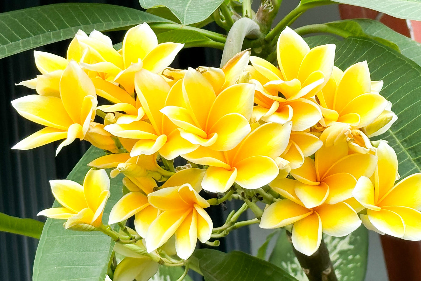 10 MIXED COLORS PLUMERIA Seeds - Lei Flower Frangipani Mix Fragrant Shrub Small Tree Pink Red Yellow White Peach Two Tone