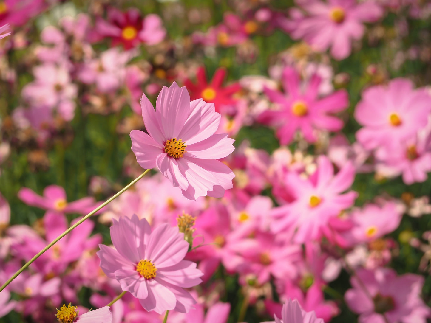 300 DWARF PINK COSMOS Cosmos Bipinnatus Flower Seeds