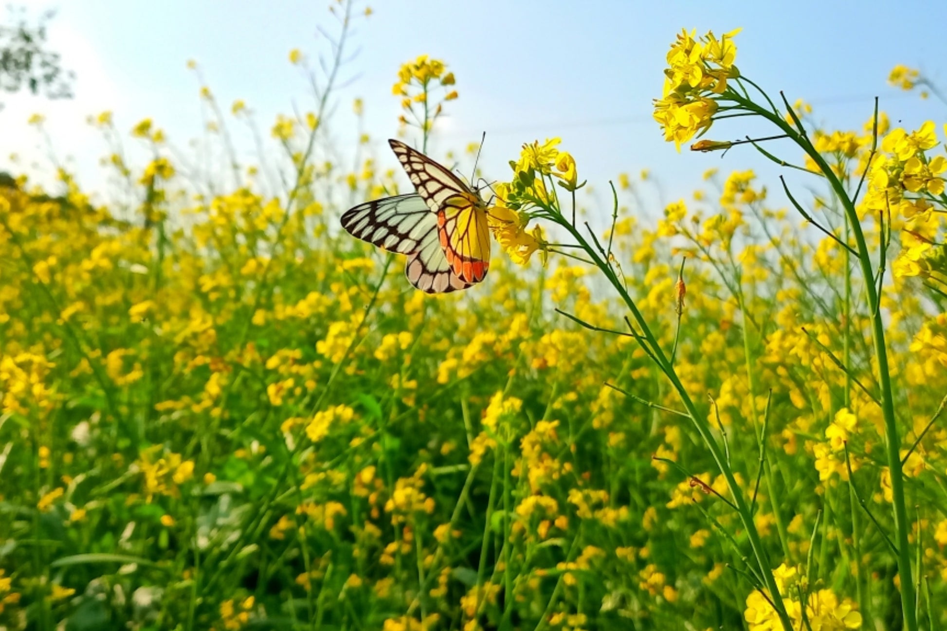 yellow mustard seed plant 1000 YELLOW MUSTARD Brassica Juncea Vegetable Herb Seeds – Seedville USA