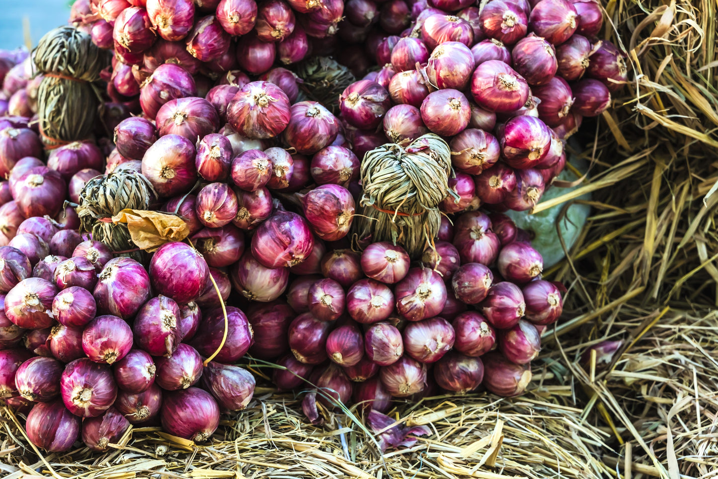 100 SCARLET BANDIT Bunching ONION Red Allium Cepa Vegetable Seeds