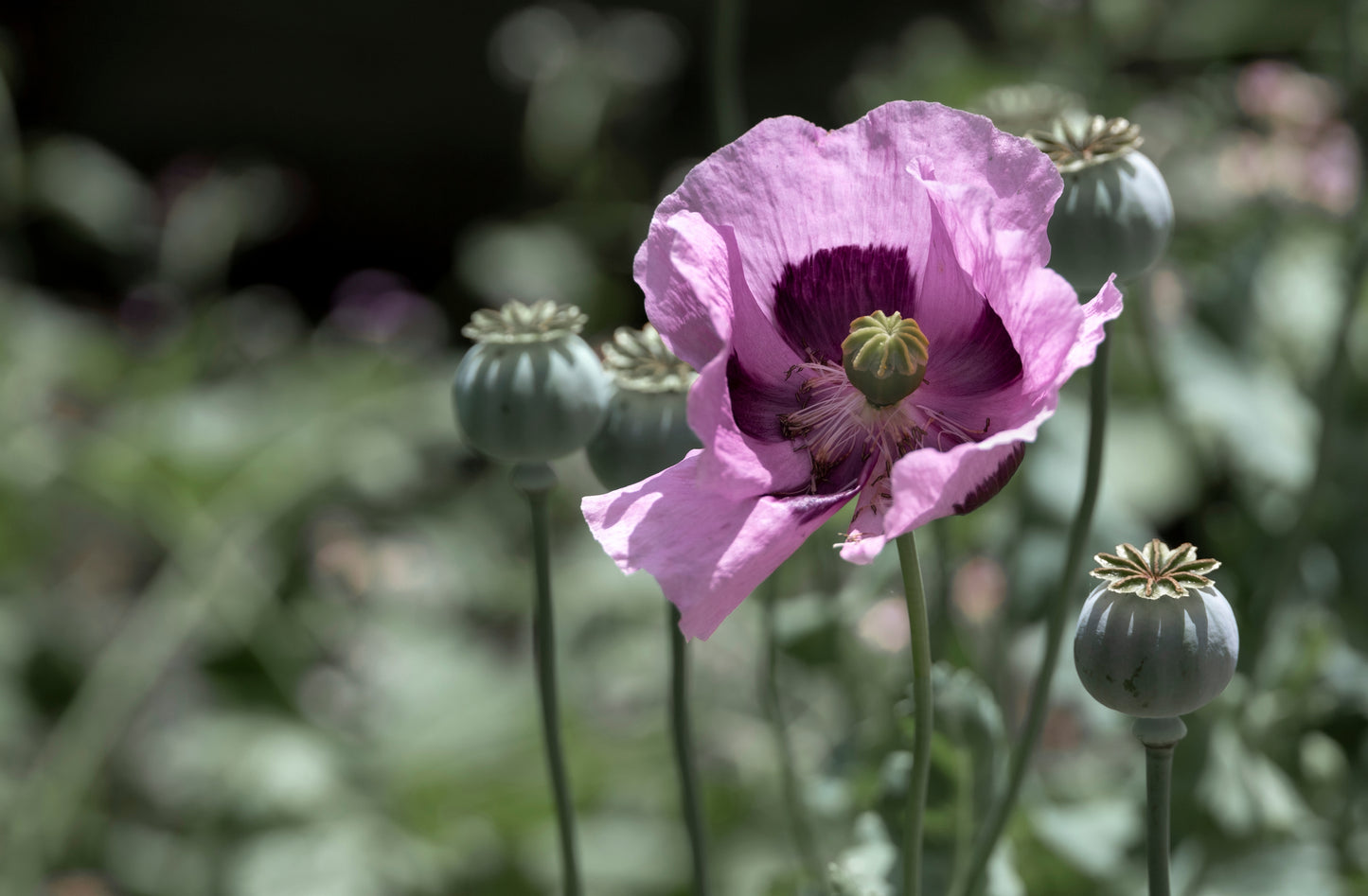 1000 SINGLE LILAC POPPY Papaver Somniferum Purple Heirloom Flower Seeds