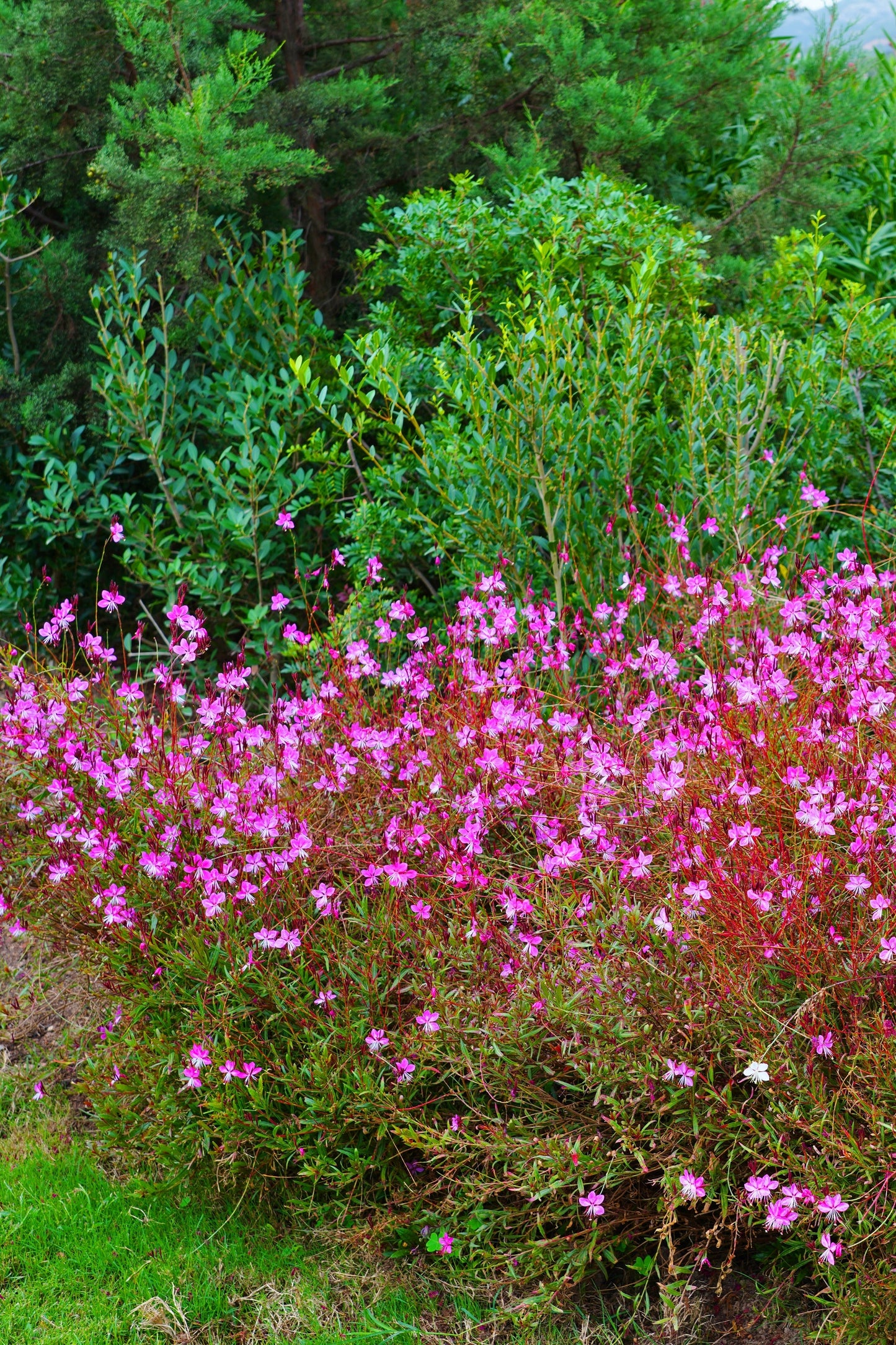 100 Pink GAURA WHIRLING BUTTERFLIES Gaura Biennis Flower Seeds