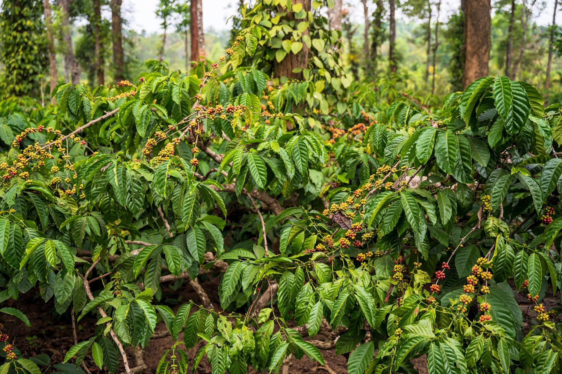 coffee plant seeds for sale 15 ARABICA COFFEE Tree Shrub Seeds