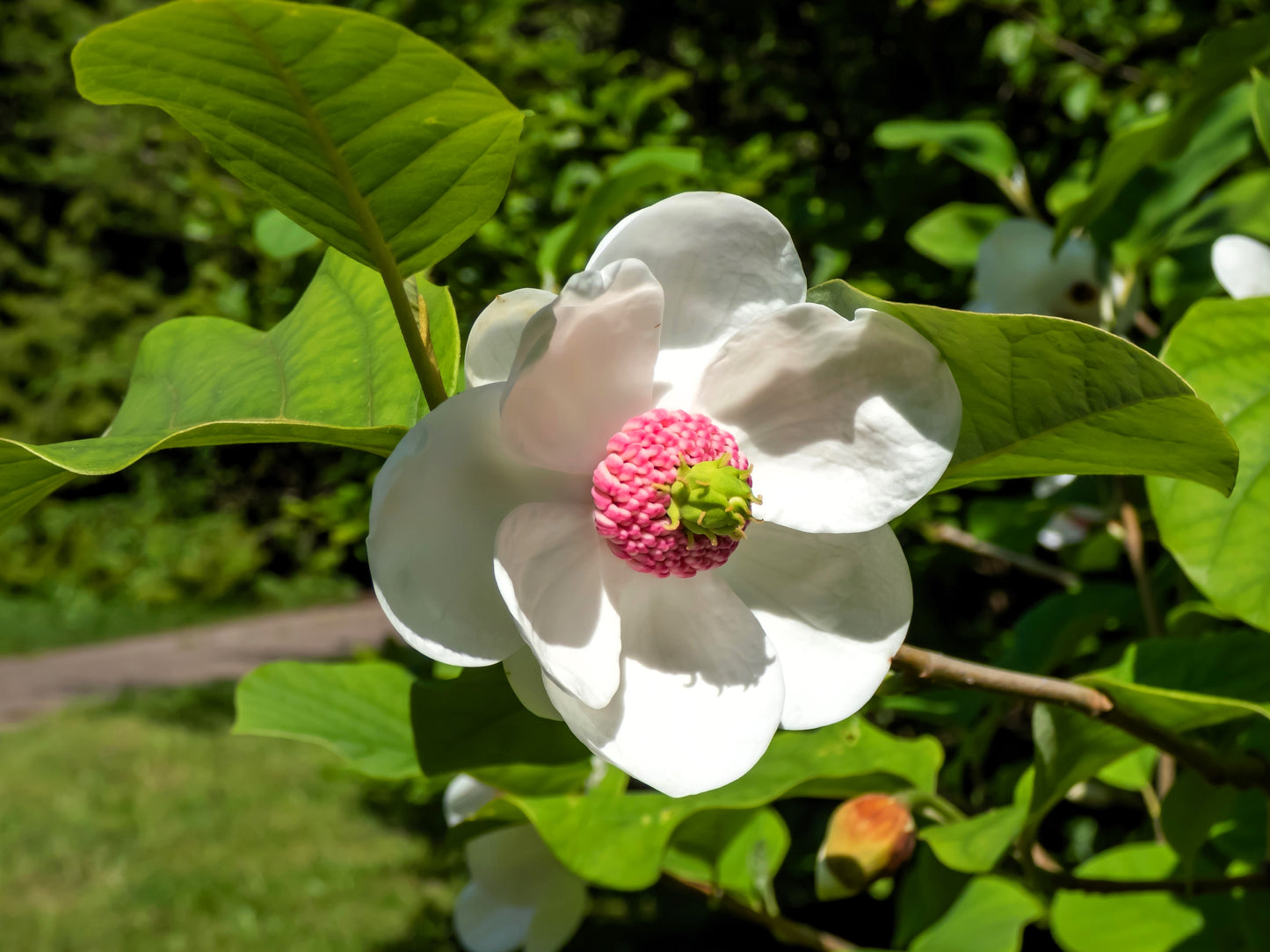 10 OYAMA MAGNOLIA TREE White Pink Flower Pink Pod Sieboldii Siebolds Shrub Seeds