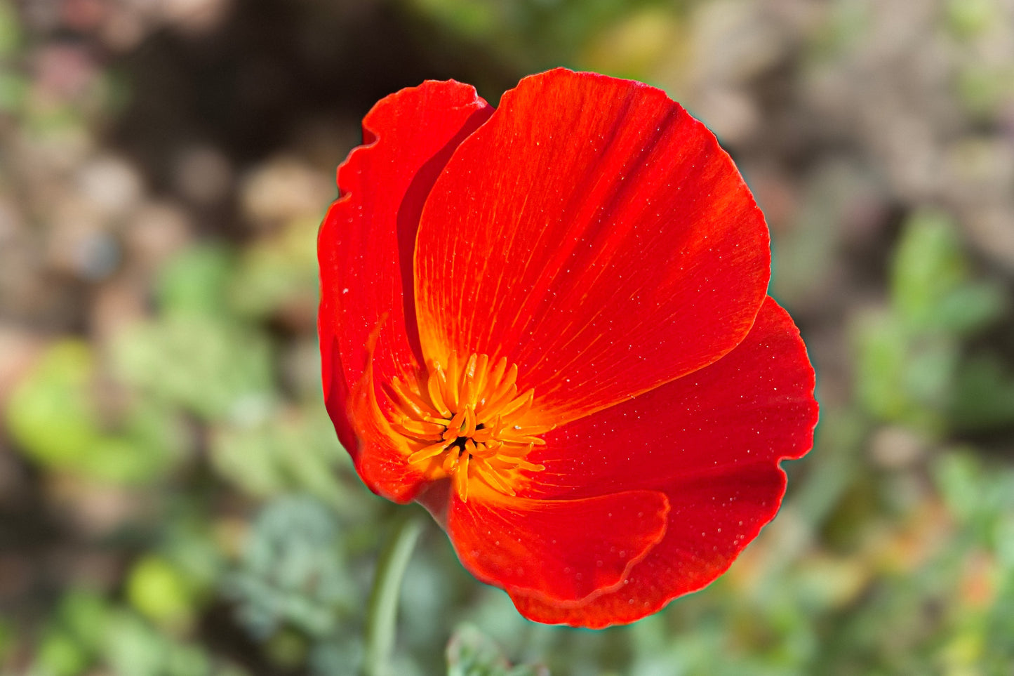 100 RED CALIFORNIA POPPY Eschscholzia Californica Native Flower Seeds