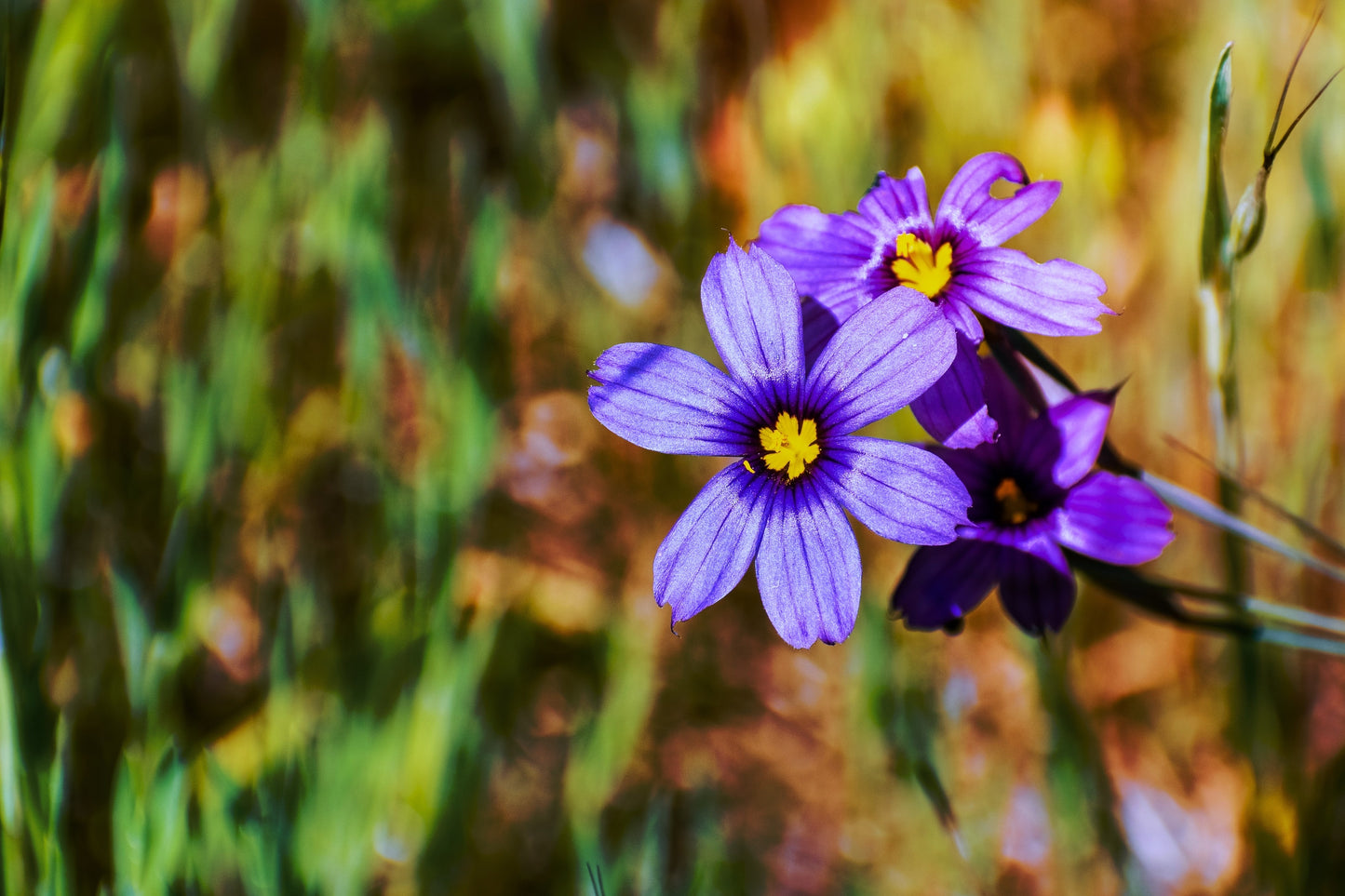 200 BLUE EYED GRASS (Western or Californian) Sisyrinchium Bellum Flower Seeds