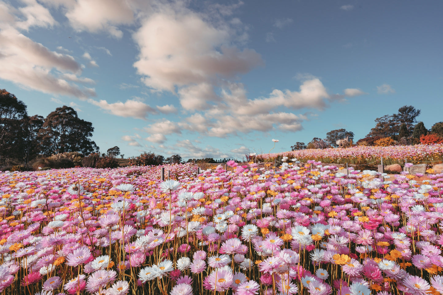 100 MIXED DOUBLE ACROCLINIUM Paper Daisy Helipterum Rhodanthe Flower Seeds