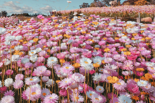 100 MIXED DOUBLE ACROCLINIUM Paper Daisy Helipterum Rhodanthe Flower Seeds