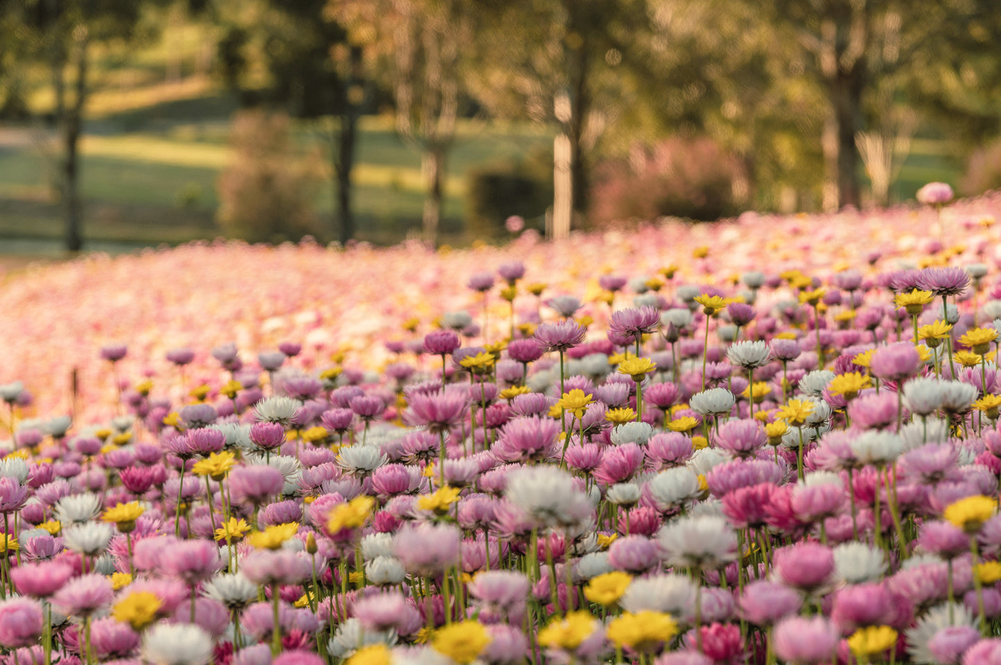 100 MIXED DOUBLE ACROCLINIUM Paper Daisy Helipterum Rhodanthe Flower Seeds