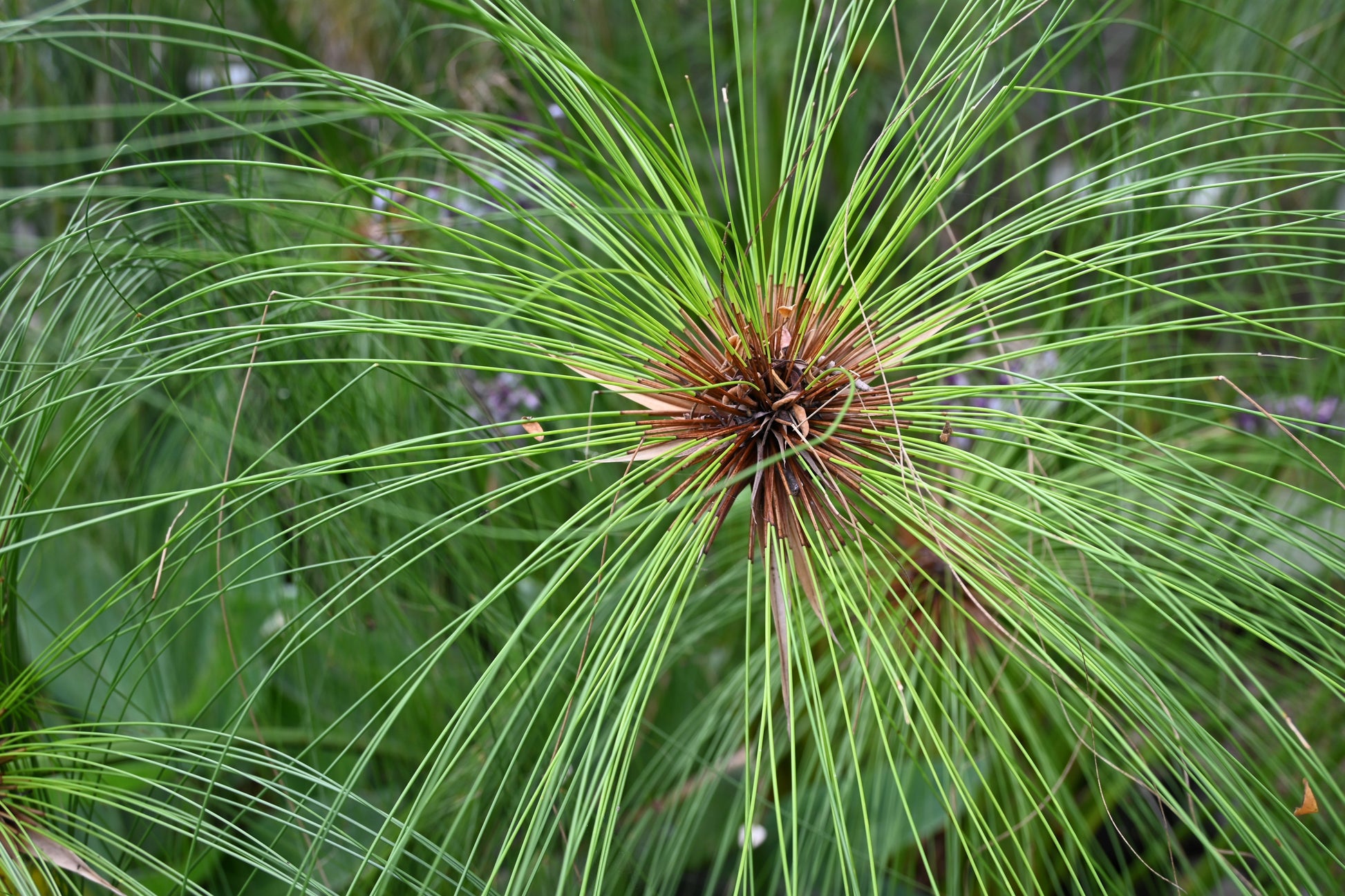 papyrus plant seeds 20 Cyperus PAPYRUS Paper Reed Water Plant Egyptian Nile Grass Yellow Flower Seeds
