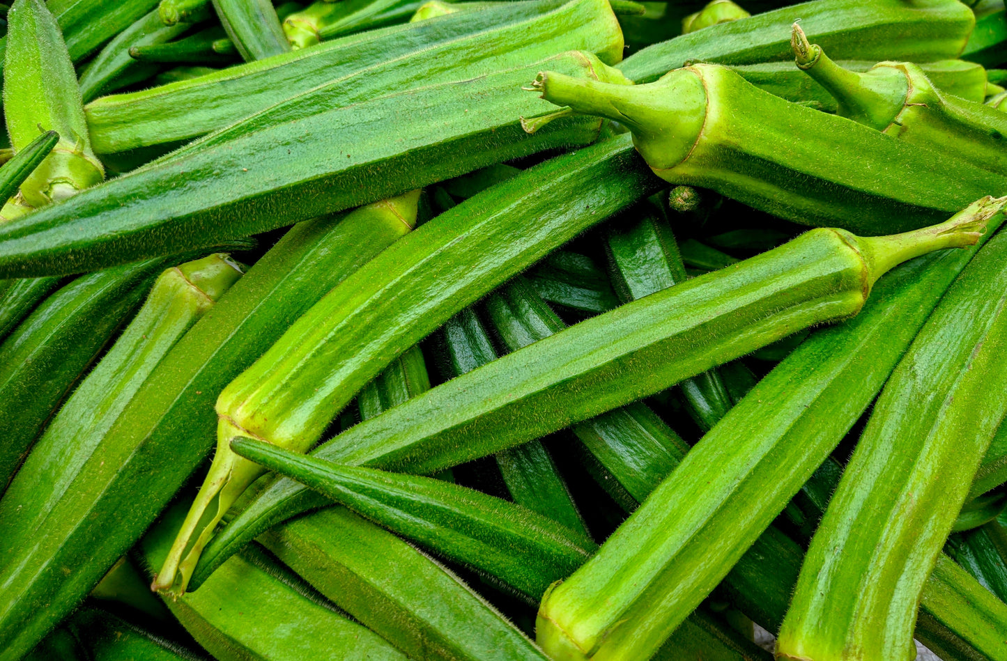 150 EMERALD GREEN Velvet OKRA Spineless Abelmoschus Esculentus Vegetable Seeds