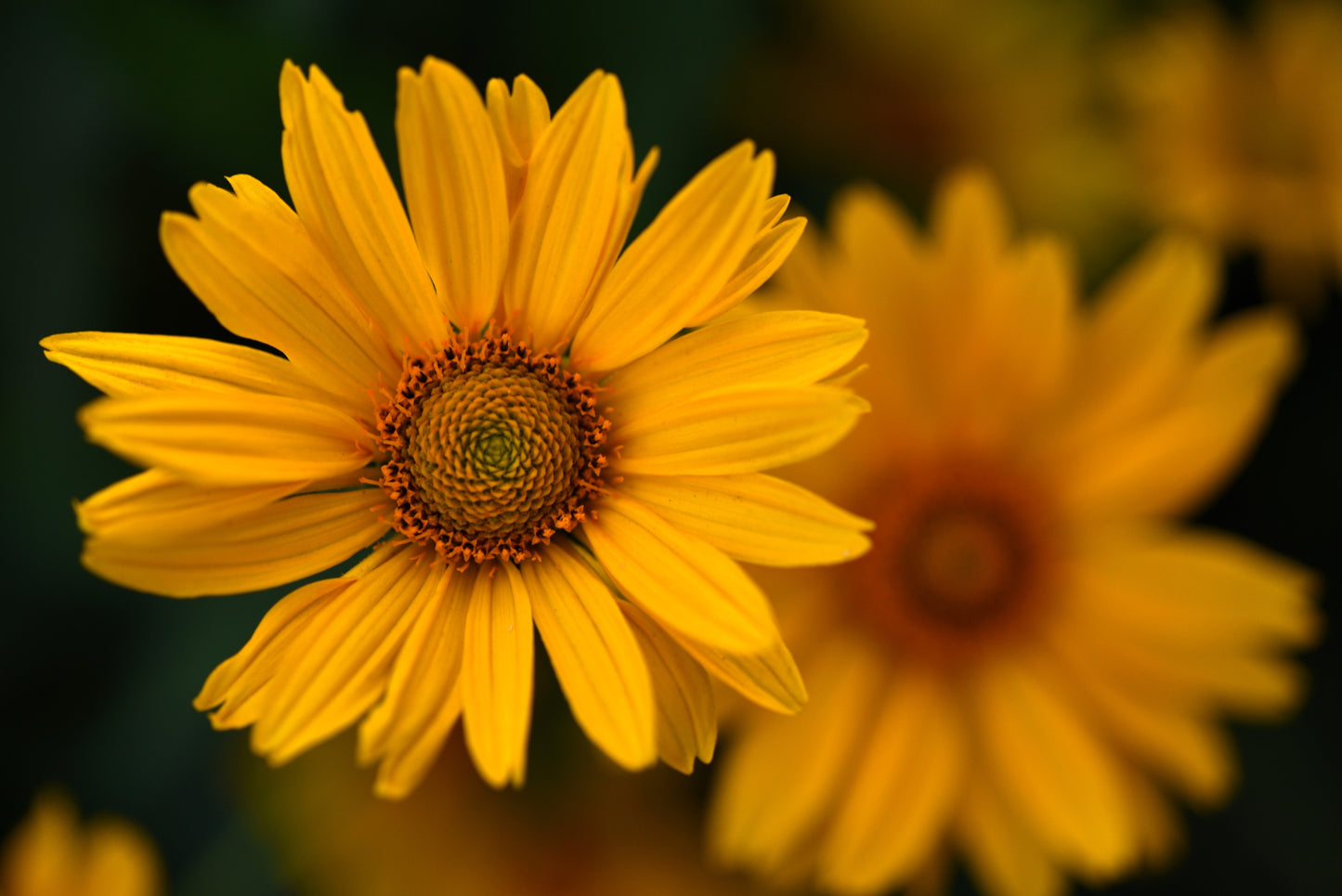 100 SWAMP SUNFLOWER (Narrowleaf Sunflower) Helianthus Angustifolius Flower Seeds