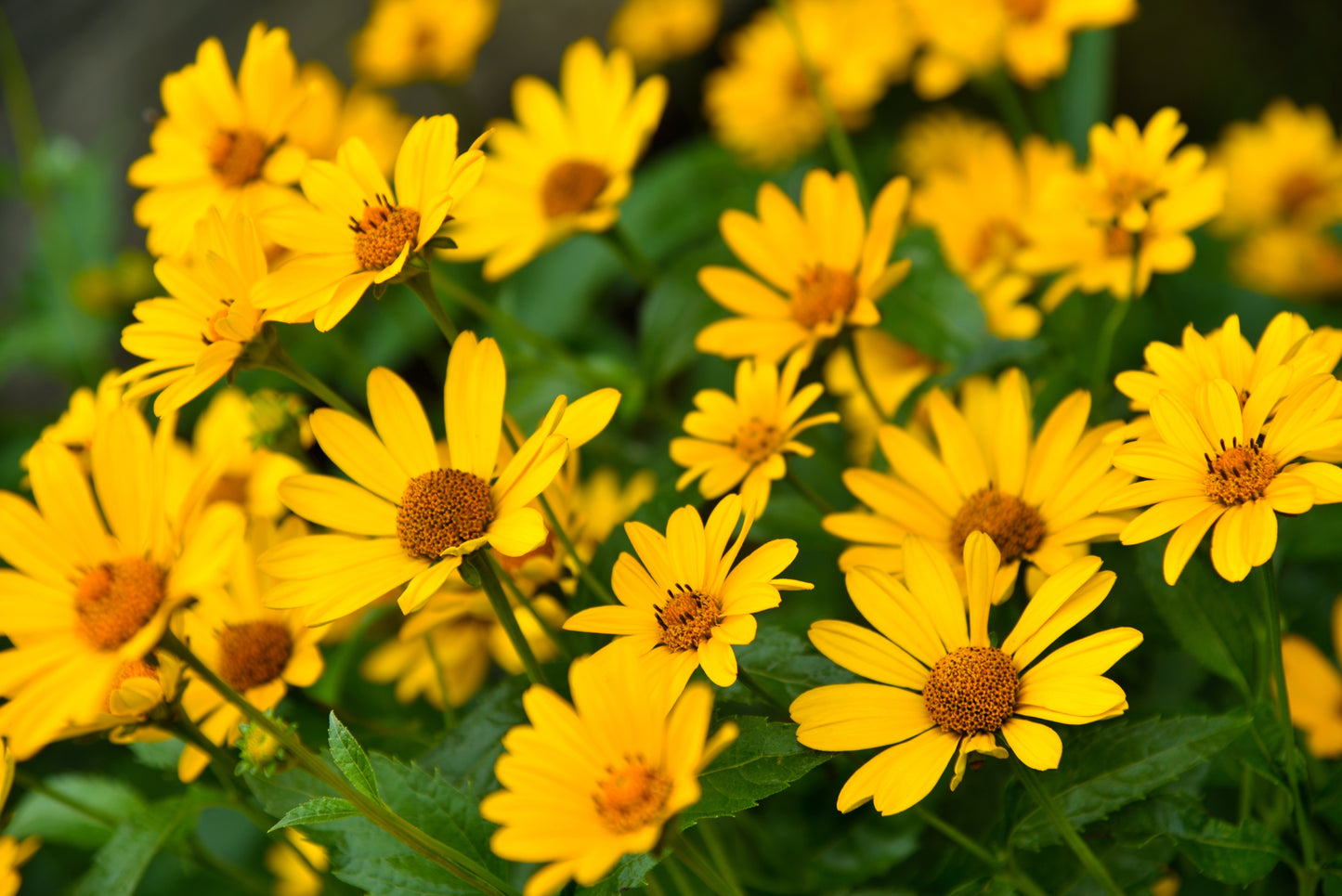 100 SWAMP SUNFLOWER (Narrowleaf Sunflower) Helianthus Angustifolius Flower Seeds