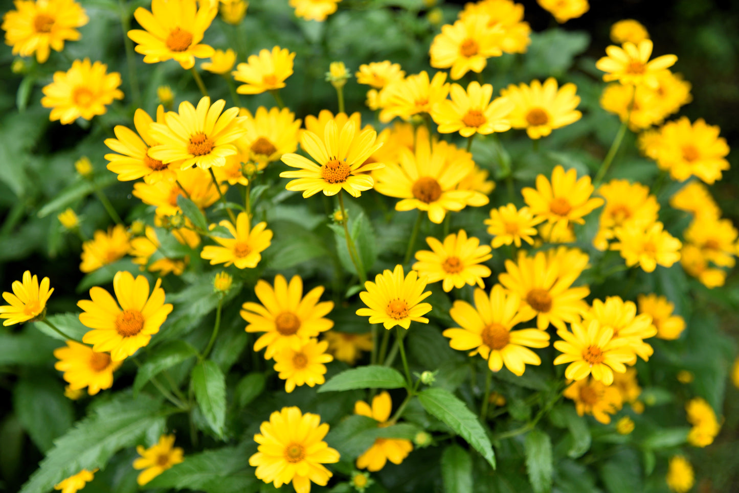 100 SWAMP SUNFLOWER (Narrowleaf Sunflower) Helianthus Angustifolius Flower Seeds