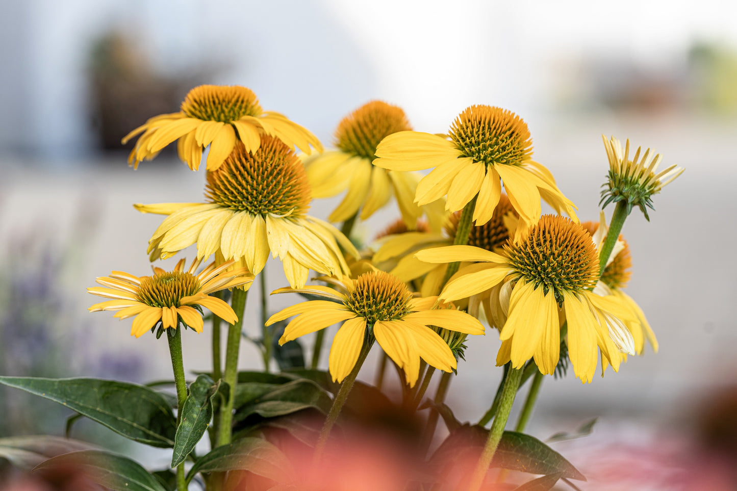 50 OZARK GOLD CONEFLOWER Echinacea Paradoxa Yellow Bush's Coneflower Flower Seeds