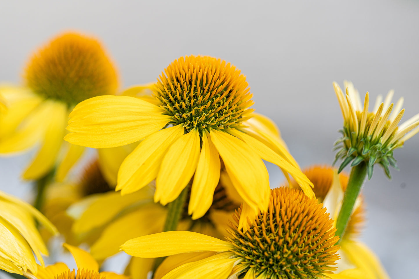 50 OZARK GOLD CONEFLOWER Echinacea Paradoxa Yellow Bush's Coneflower Flower Seeds