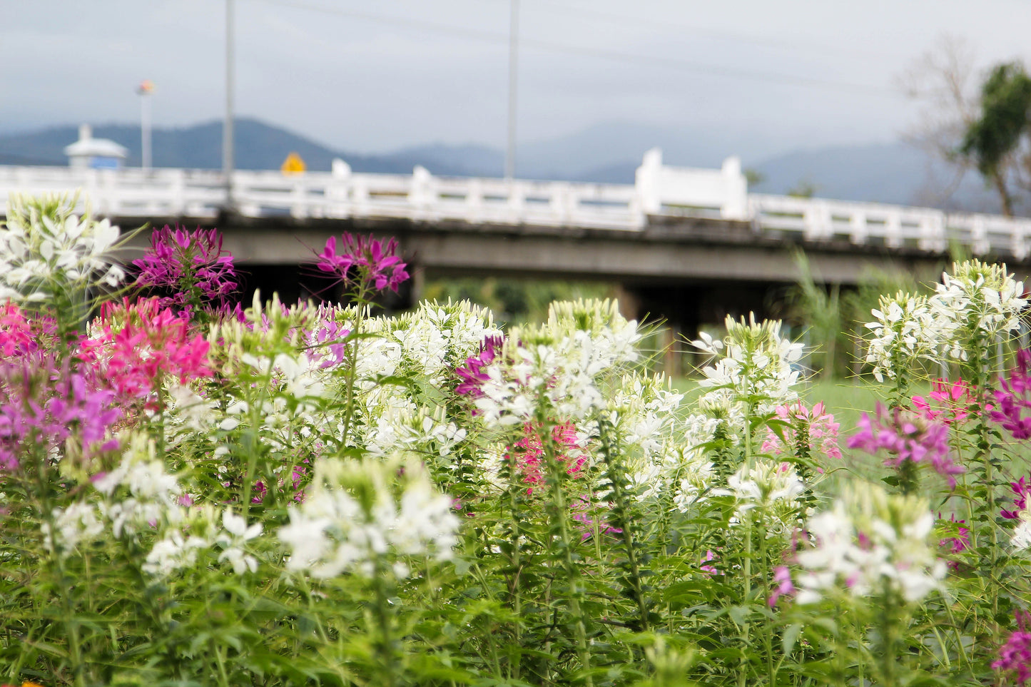 200 WHITE QUEEN CLEOME (Spider Flower) Cleome Hassleriana Cleome Spinosa Flower Seeds