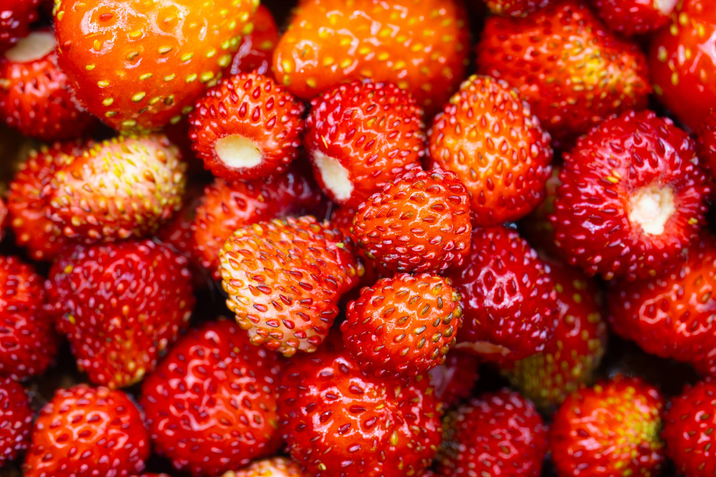 baron von solemacher strawberry seeds 100 VESCA BARON STRAWBERRY Solemacher Berry Fragari Fruit Seeds