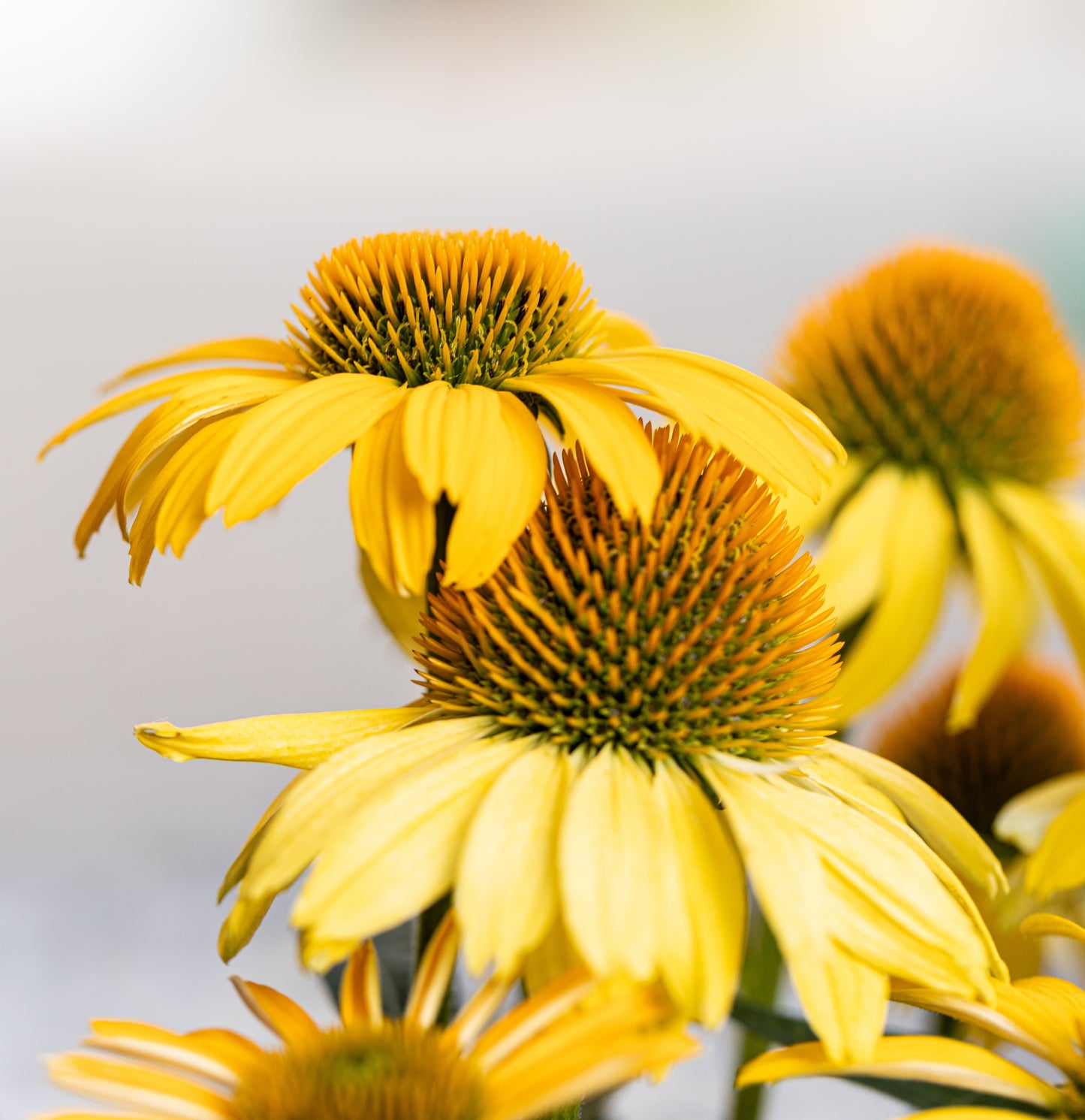 50 OZARK GOLD CONEFLOWER Echinacea Paradoxa Yellow Bush's Coneflower Flower Seeds