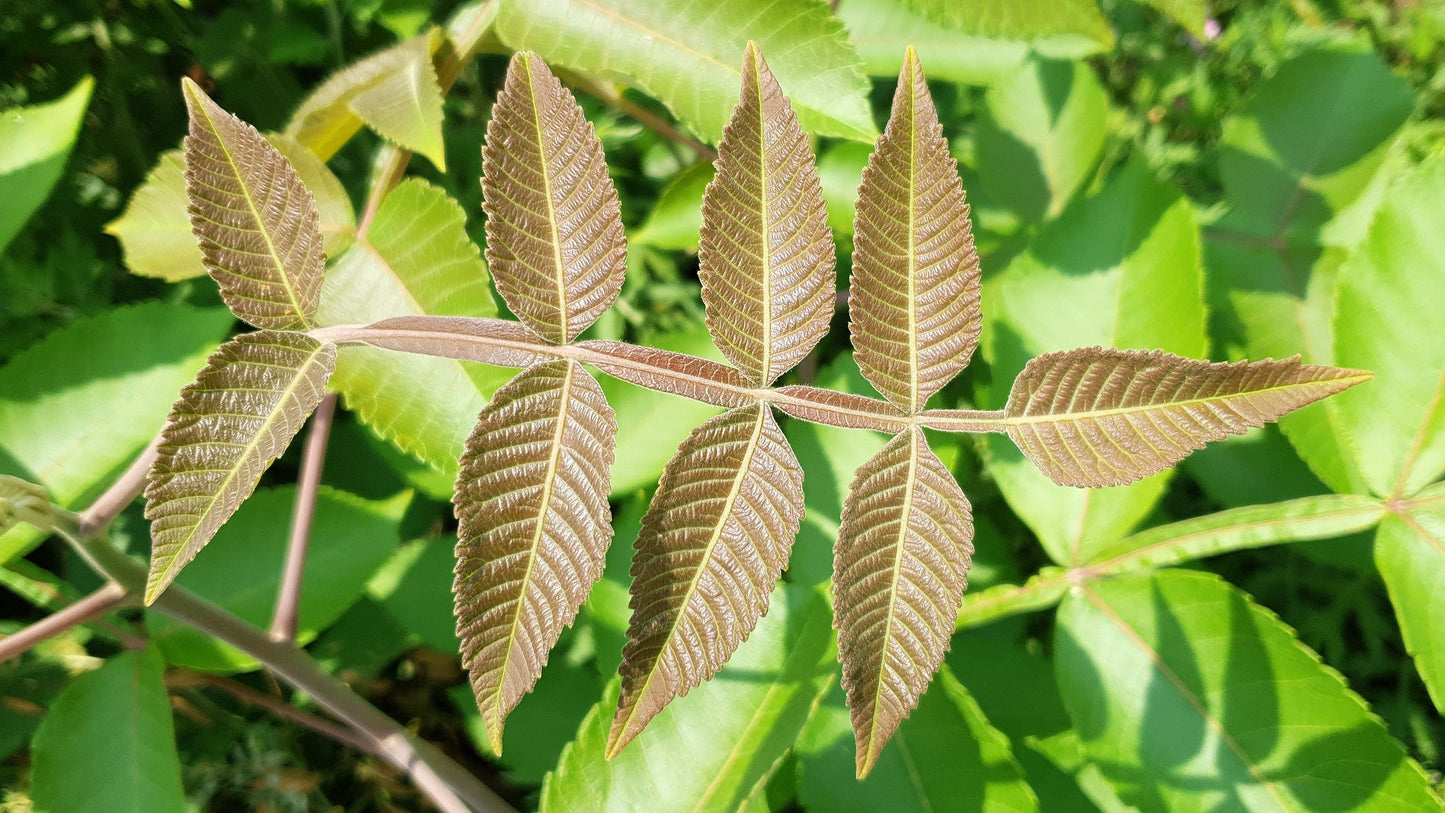 30 CHINESE SUMAC TREE Nutgall White Flowers Red Berries Rhus Chinensis Seeds