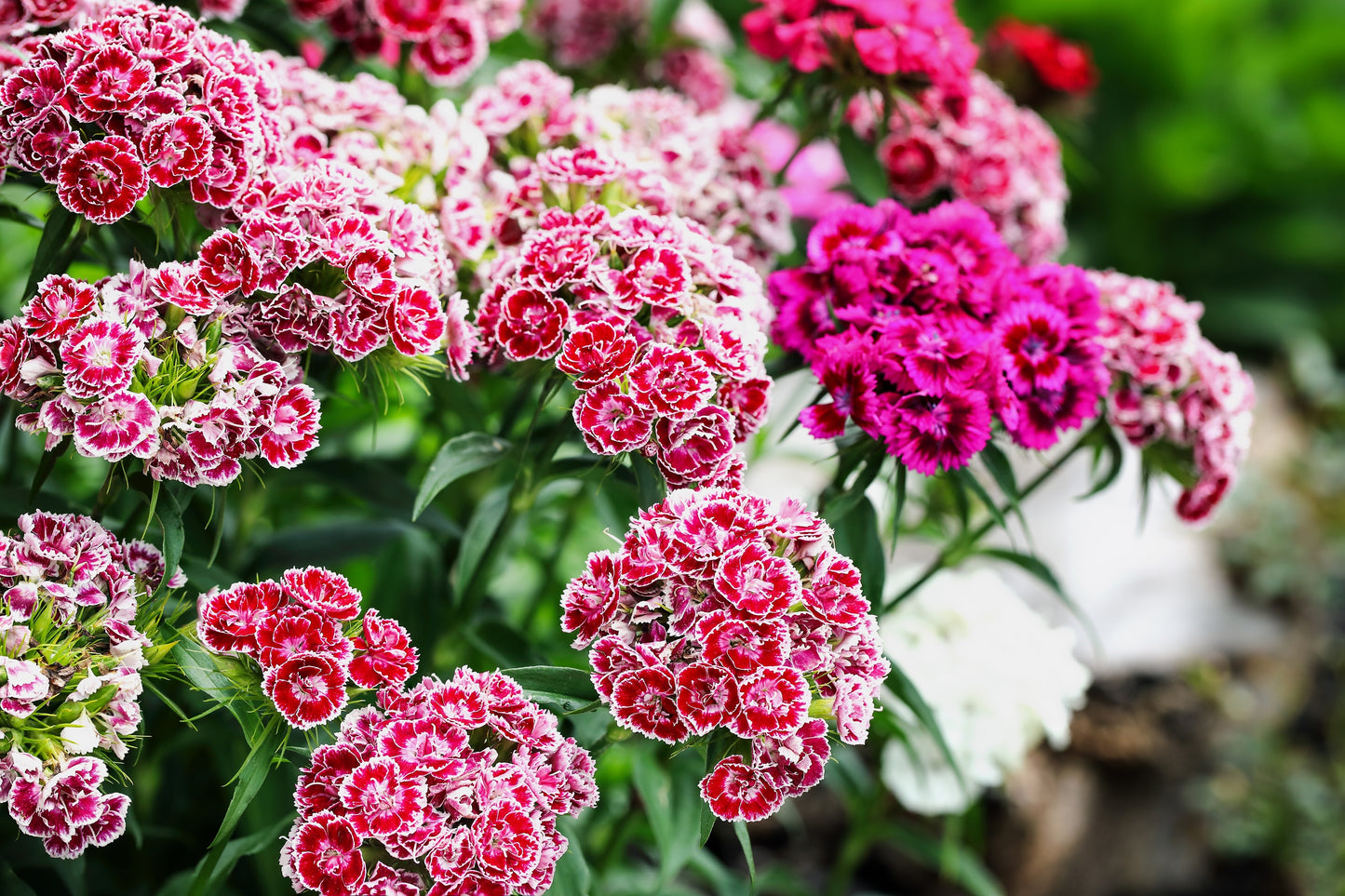 500 MIXED Colors SWEET WILLIAM Dianthus Barbatus Color Mix Red White Pink Bicolor Flower Seeds