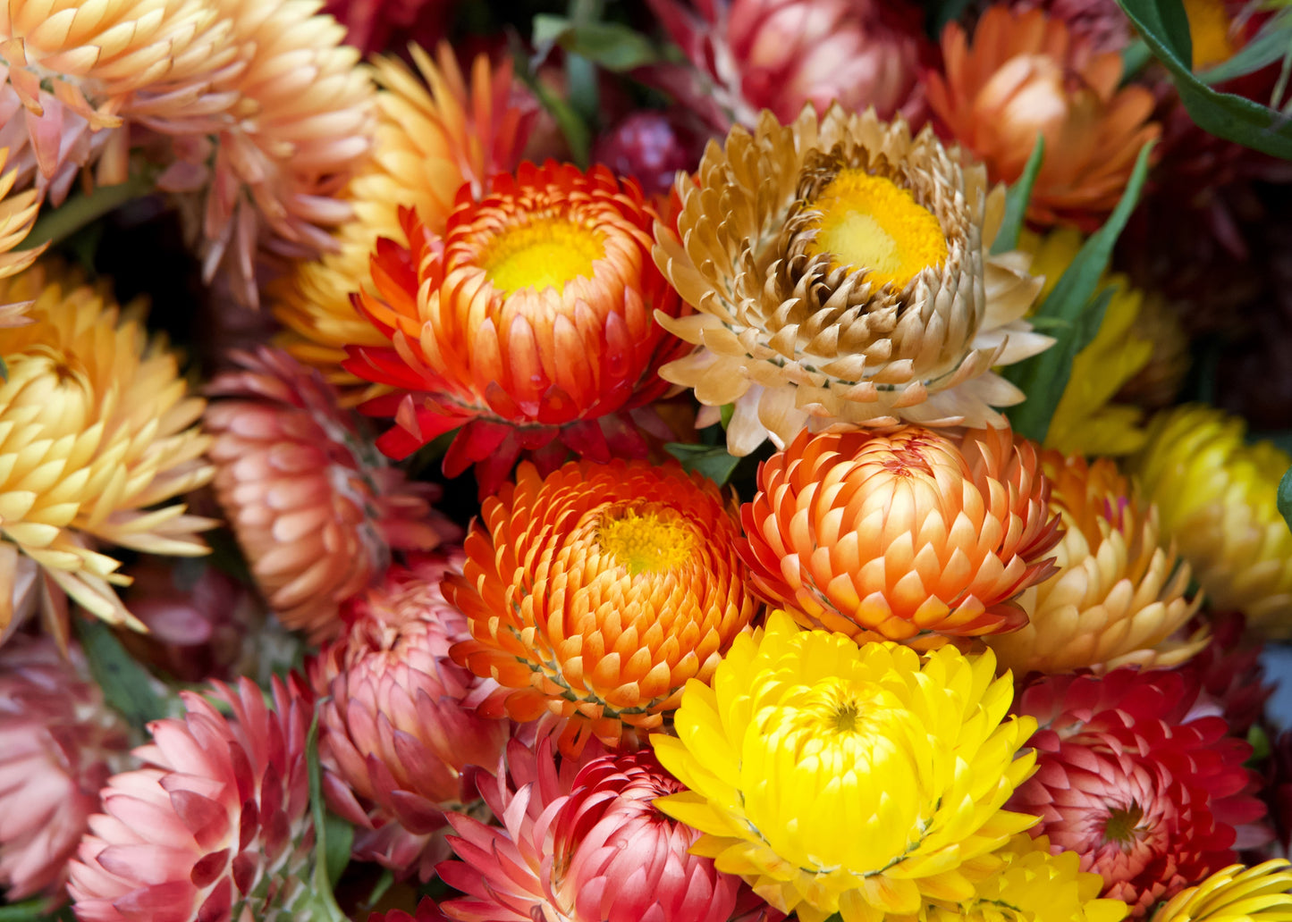 100 TALL Double MIXED Colors STRAWFLOWER Xerochrysum Bracteatum Helichrysum Monstrosum Flower Seeds