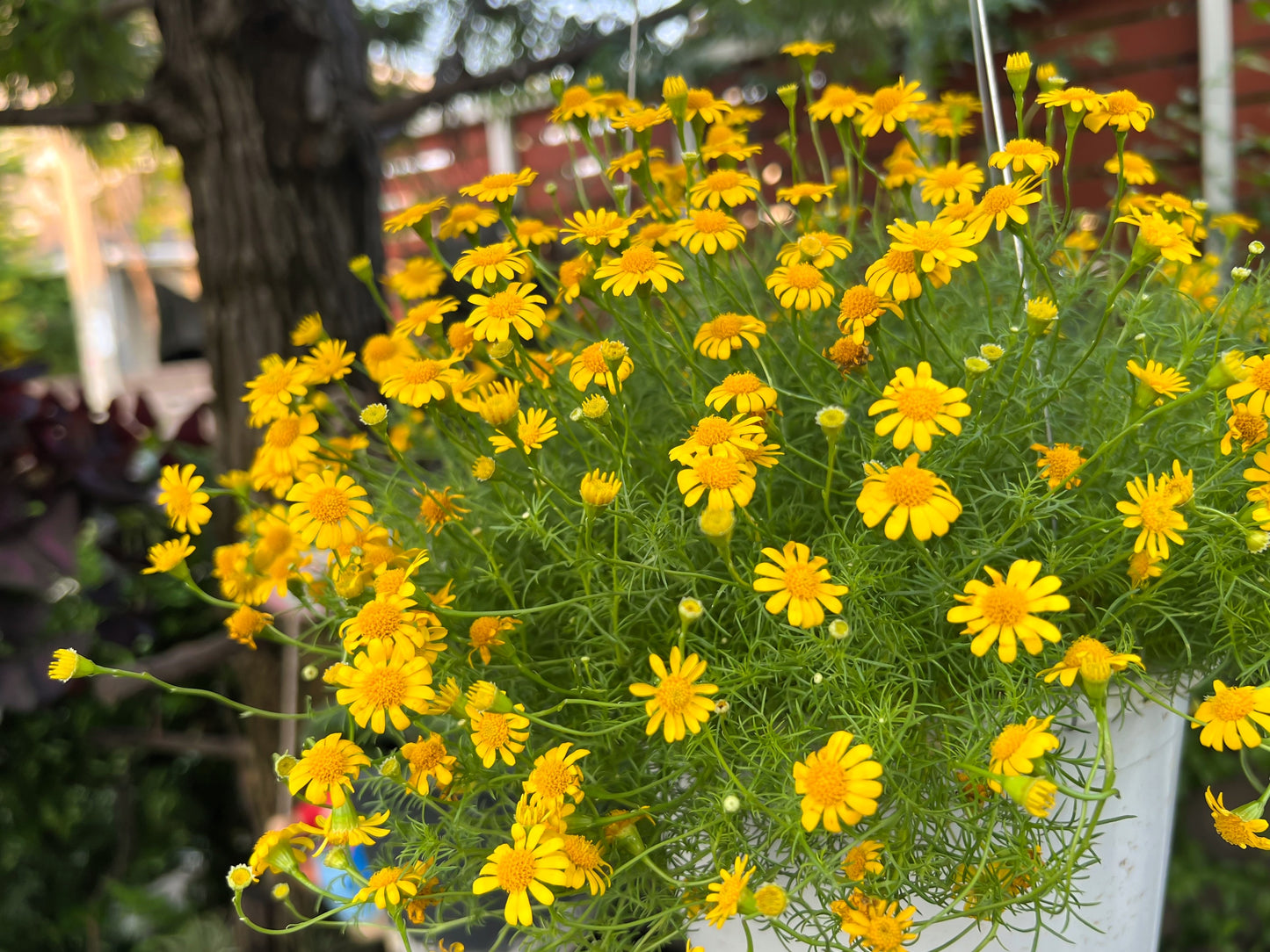 1000 DAHLBERG DAISY Thymophylla Tenuiloba Yellow Flower Seeds - aka Golden Fleece, Gold Carpet,  Shooting Star