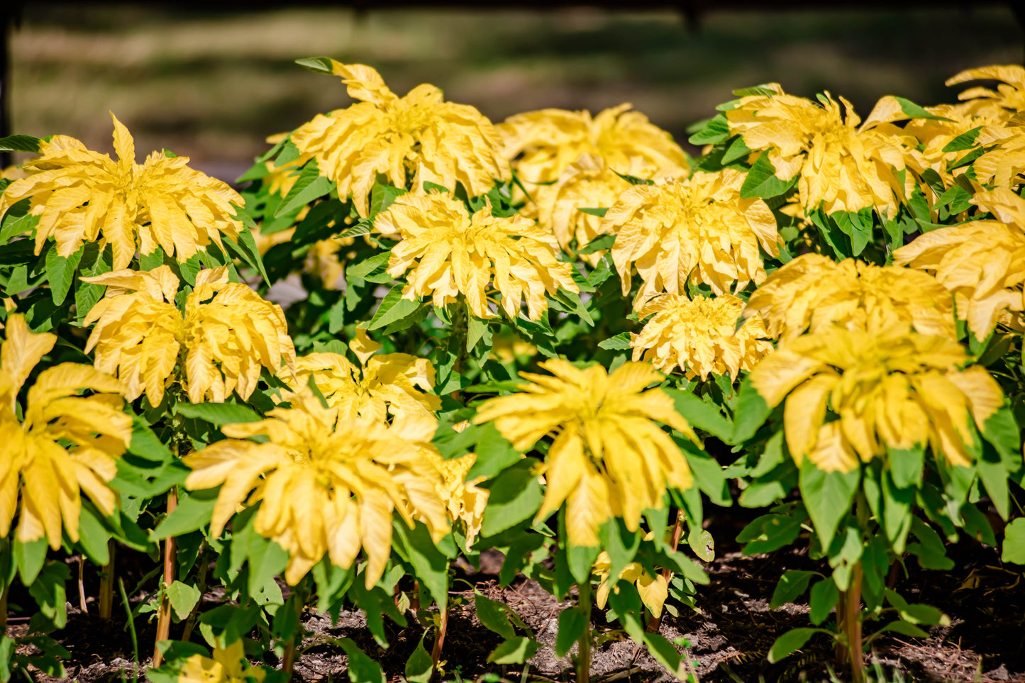 50 AURORA YELLOW AMARANTHUS Tricolor Josephs Coat Flower Seeds