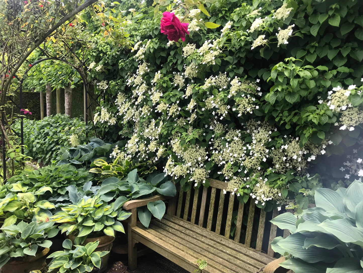 50 CLIMBING HYDRANGEA Anomala Petiolaris Vine Flower Seeds