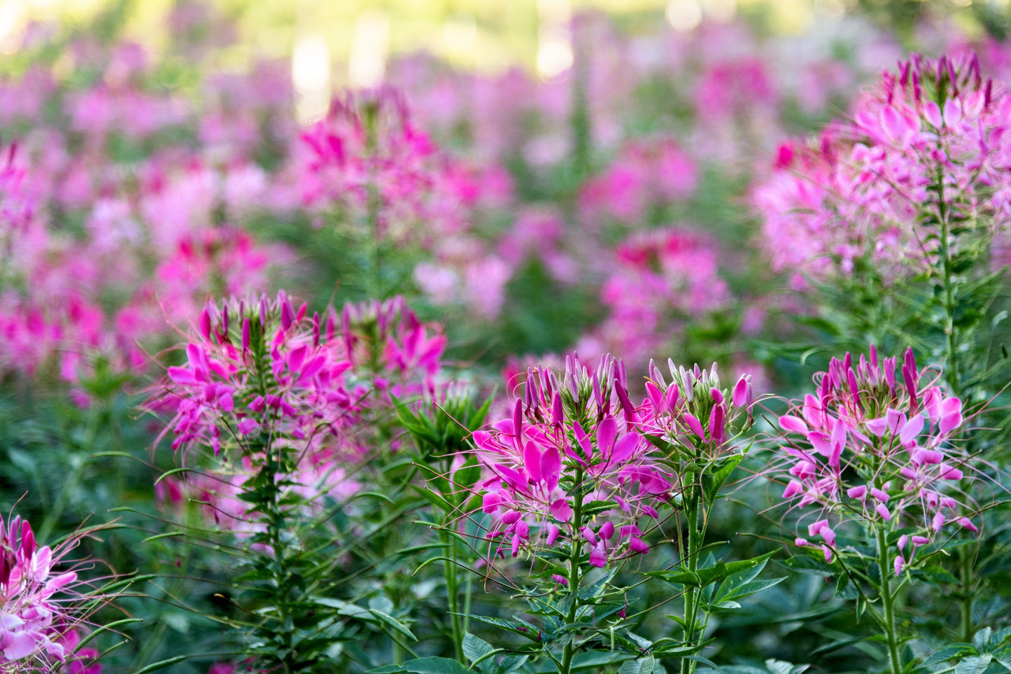 200 ROSE QUEEN CLEOME Hassleriana Spinosa Pink Spider Flower Seeds