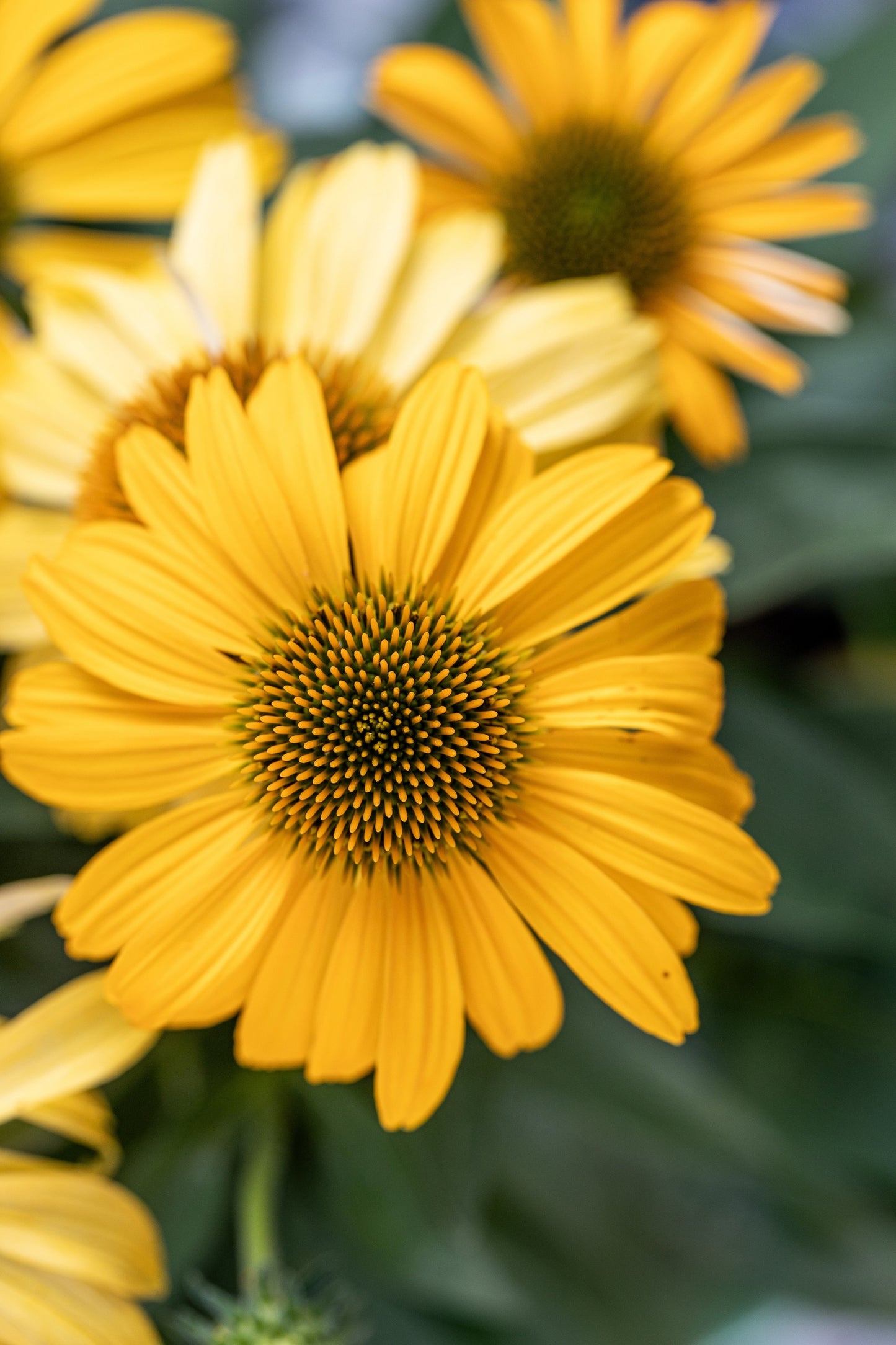 50 OZARK GOLD CONEFLOWER Echinacea Paradoxa Yellow Bush's Coneflower Flower Seeds