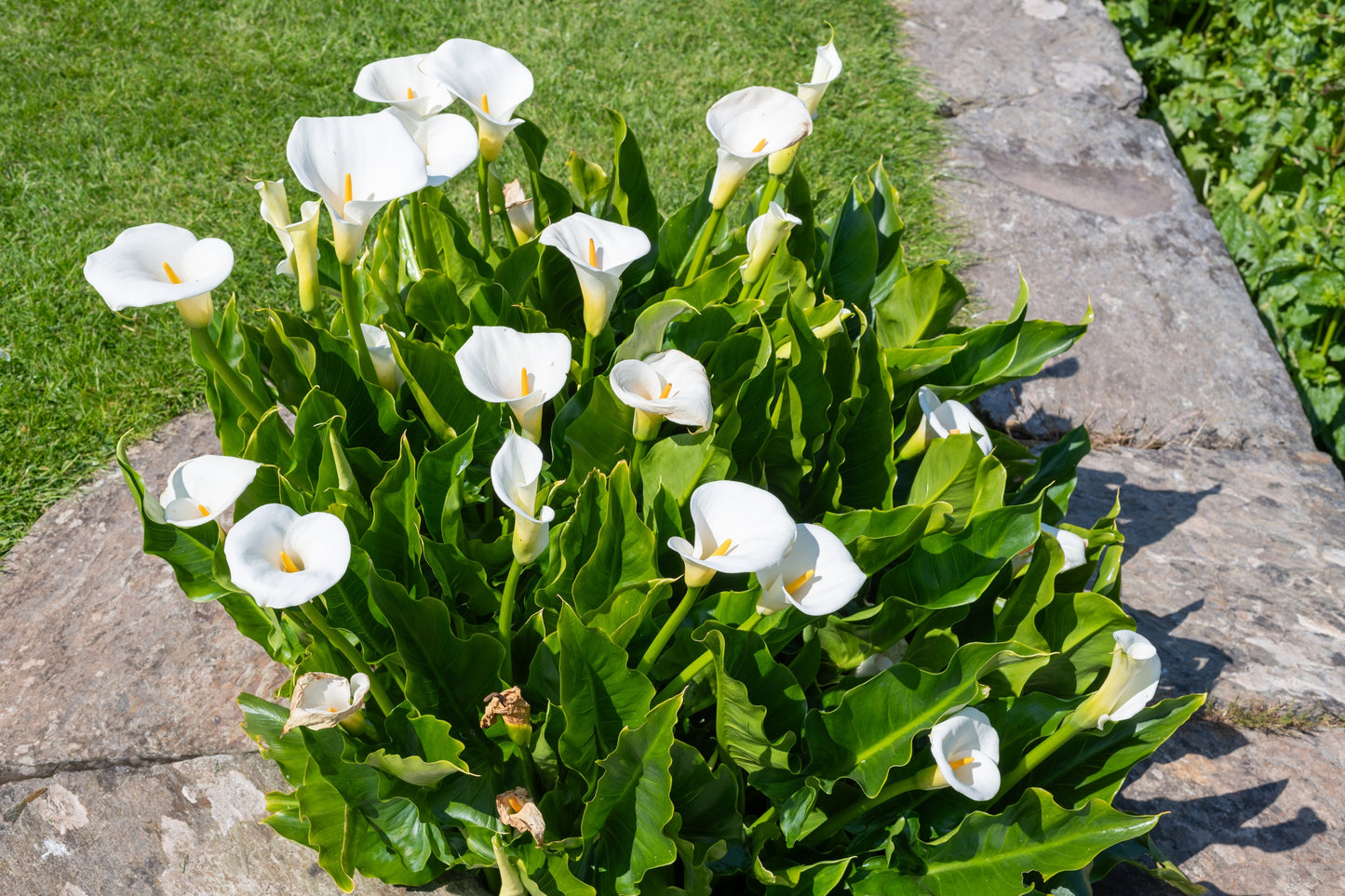 10 *Seeds WHITE CALLA LILY Zantedeschia Aethiopica Arum Trumpet Lily Flower Houseplant