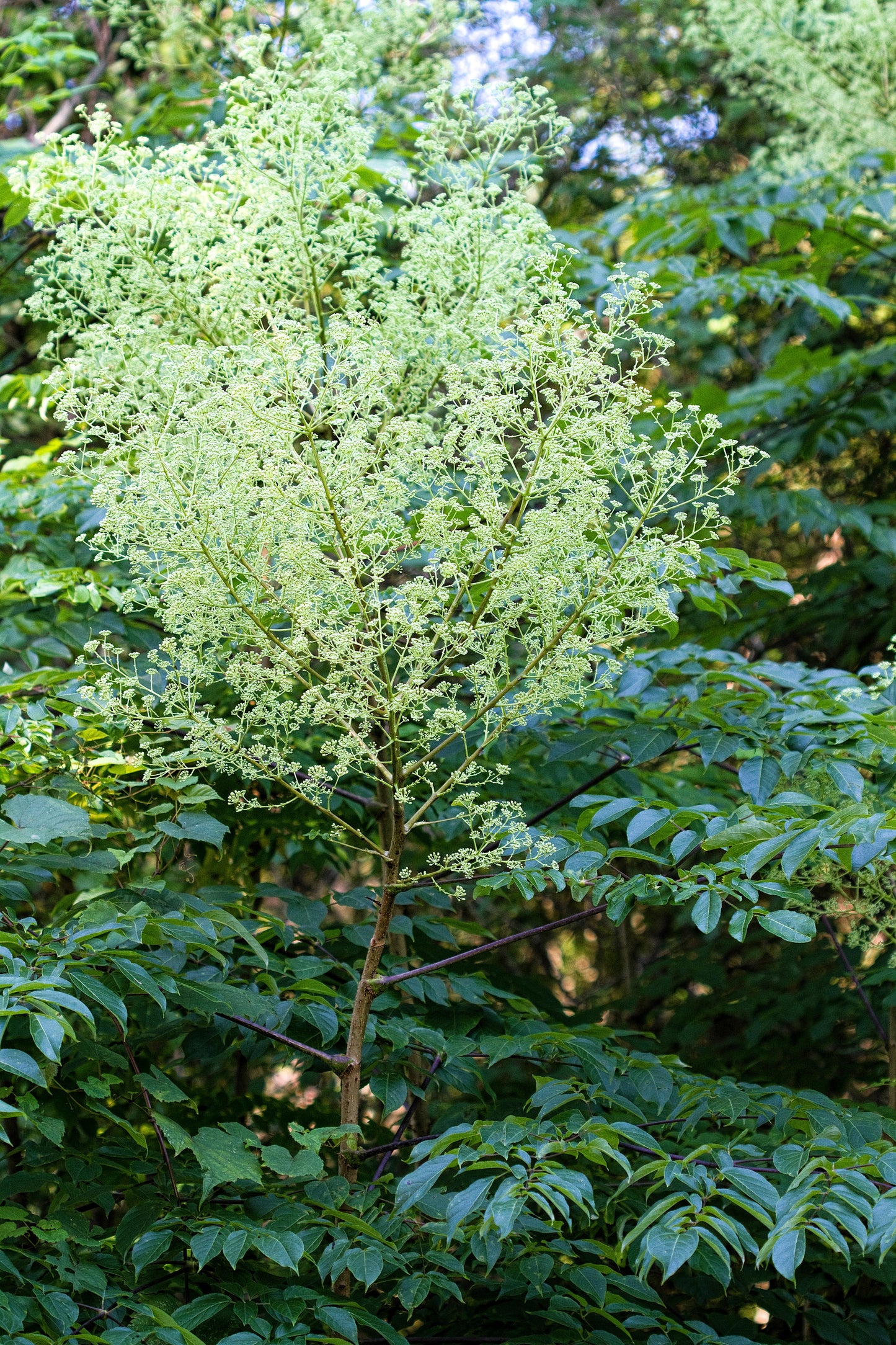 25 DEVIL'S WALKINGSTICK Shrub Flower Prickly Ash Elder Aralia Spinosa Seeds