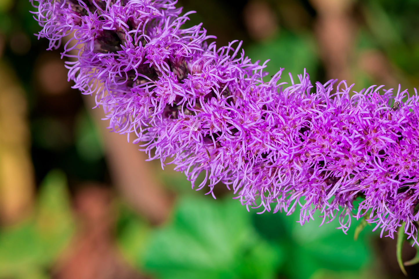 500 Purple BLAZING STAR Gayfeather LIATRIS Spicata Flower Seeds